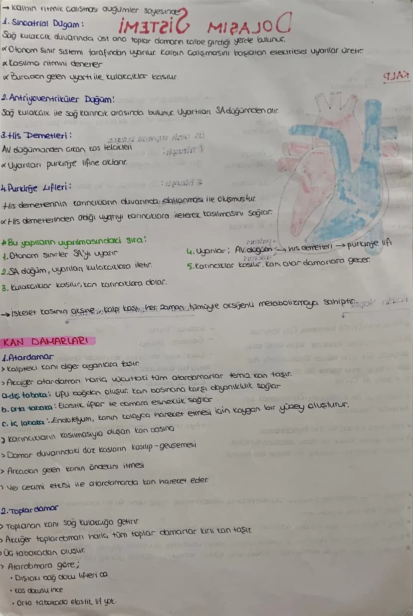 DOLAŞIM SİSTEMİ
*mopt job12.1.
Kalp, damarlar ve kan dokusundan oluşuyor
KALP Jst Ana
Toplardamor
Atciger
toplardam
Aort
Akciójer
Atardamar
