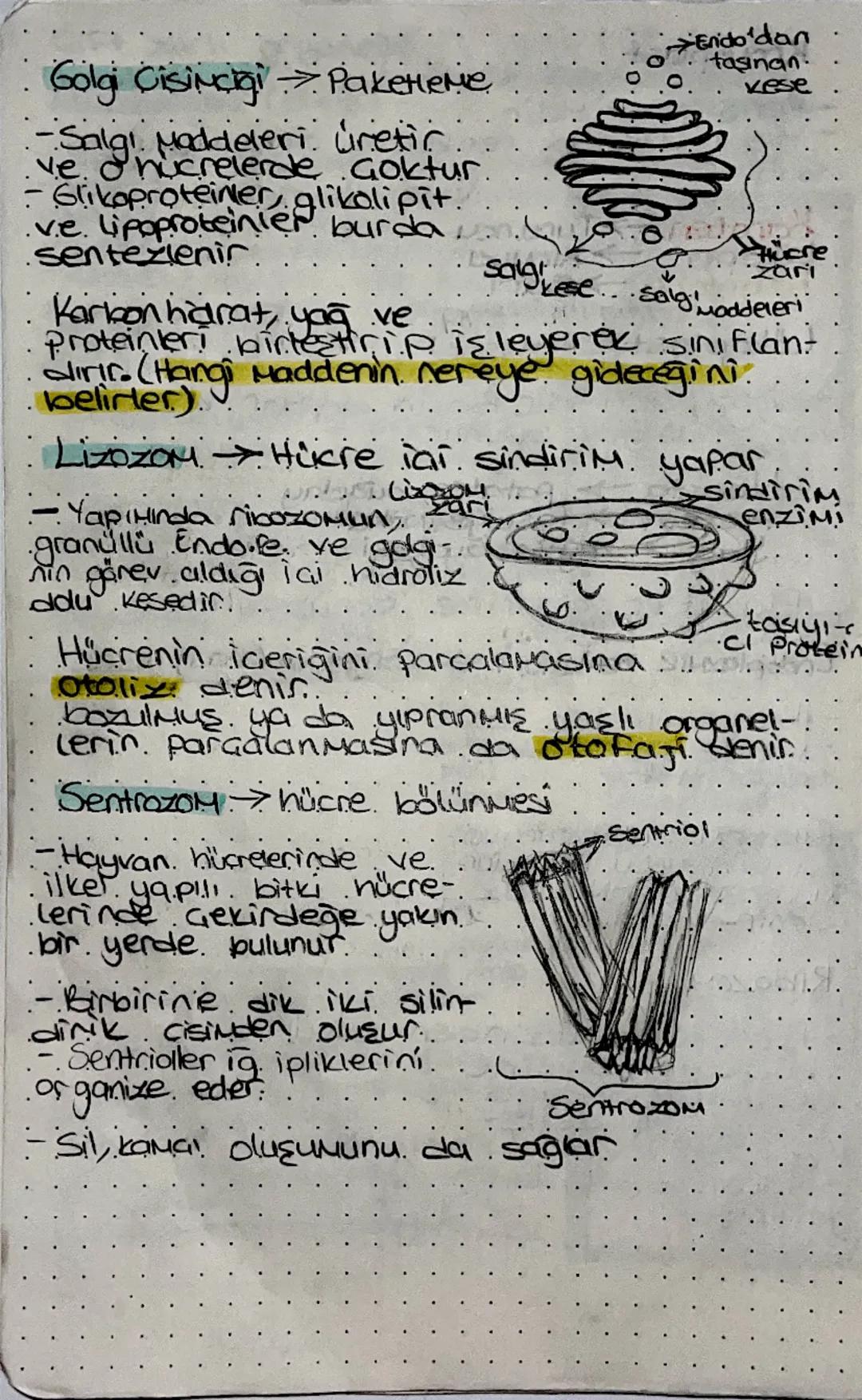 BIYOLOJI
(Hücre)
Prokaryot zarla çevrili çekirdeği ve orga-
neli bulunmayan hücre tipi. Kalitsal
•Materyalleri Sitoplazmada dağılmış
halde b