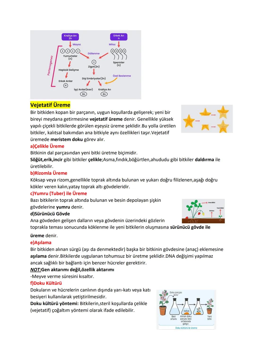 EŞEYSİZ ÜREME
* Çeşitlilik olmaz
*Mitoz ile gerçekleşir.
*Oluşan bireylerin, değişen çevre koşullarında karşı uyum yetenekleri azdır.
Eşeysi