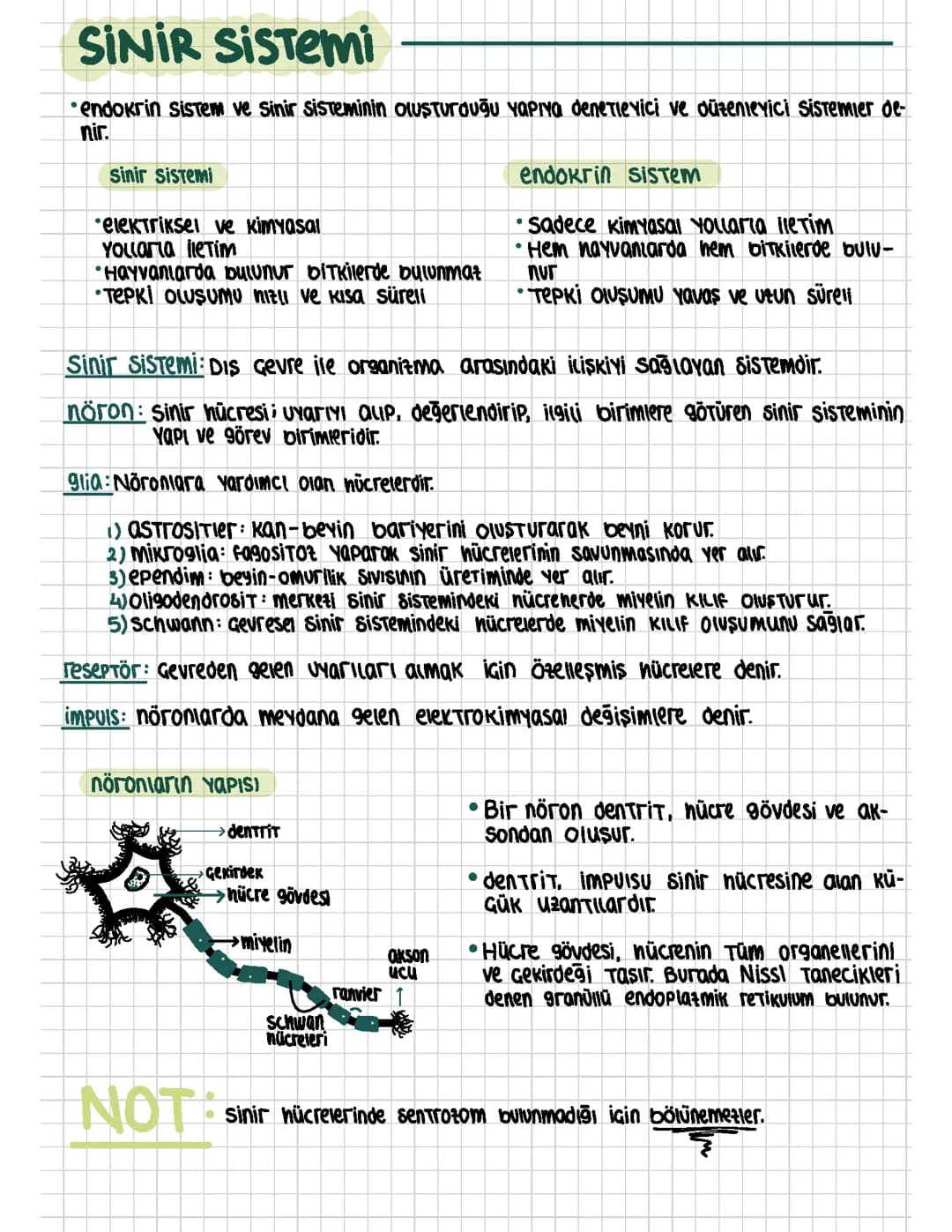 11. Sınıf Biyoloji: Sinir Sistemi ve Endokrin Sistemi Özet PDF