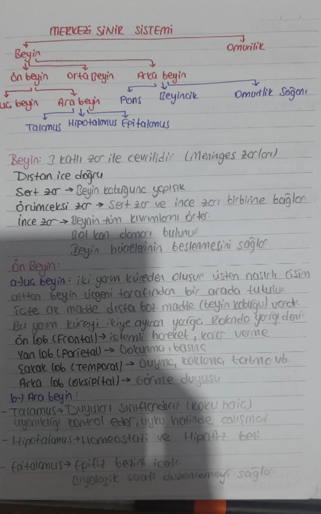 kauramlar
Reseptör: uyarıları algılayon aliator
uyarı: ses, koku vs. faktörler.
impuls (uyartı) vucutta gerceklenen değimlikler
Efektör: tep