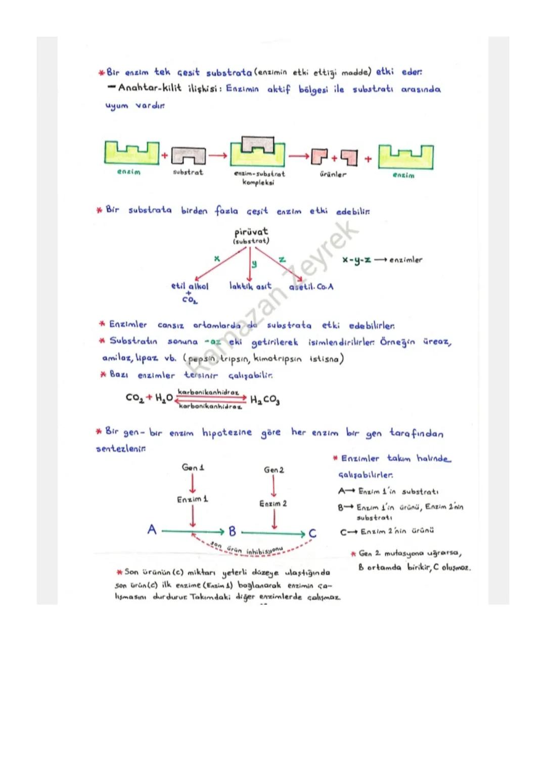 ENZİMLER
Protein yapılı biyolojik katalizörlerdir.
*Reaksiyon sonunda değişmeden çıkarlar. Tekrar tekrar kullanılabilirler.
-Enzimler kullan