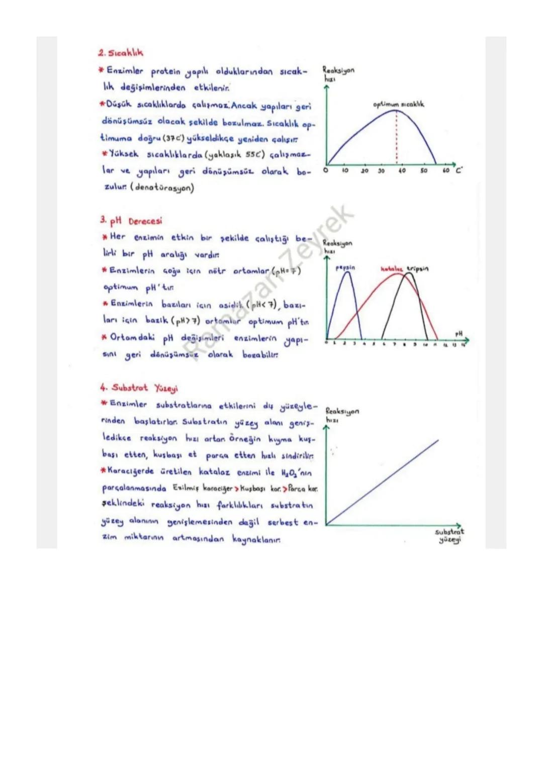 ENZİMLER
Protein yapılı biyolojik katalizörlerdir.
*Reaksiyon sonunda değişmeden çıkarlar. Tekrar tekrar kullanılabilirler.
-Enzimler kullan