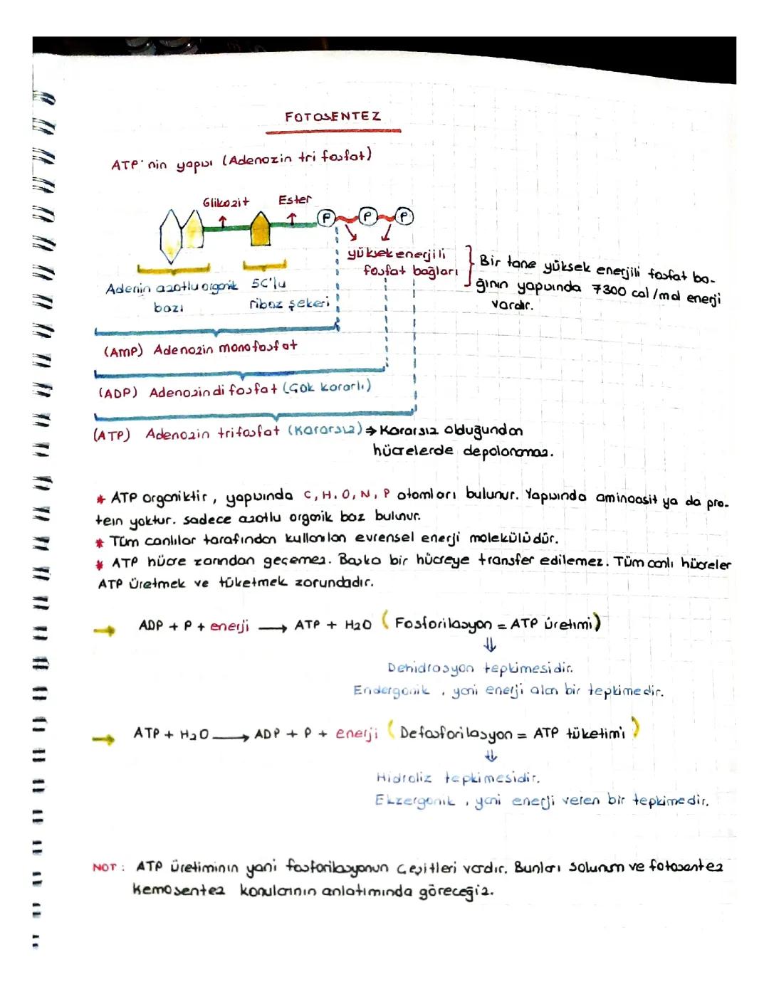 Fotosentez Hücresel Solunum Ve Sinir Sistemi Sotları