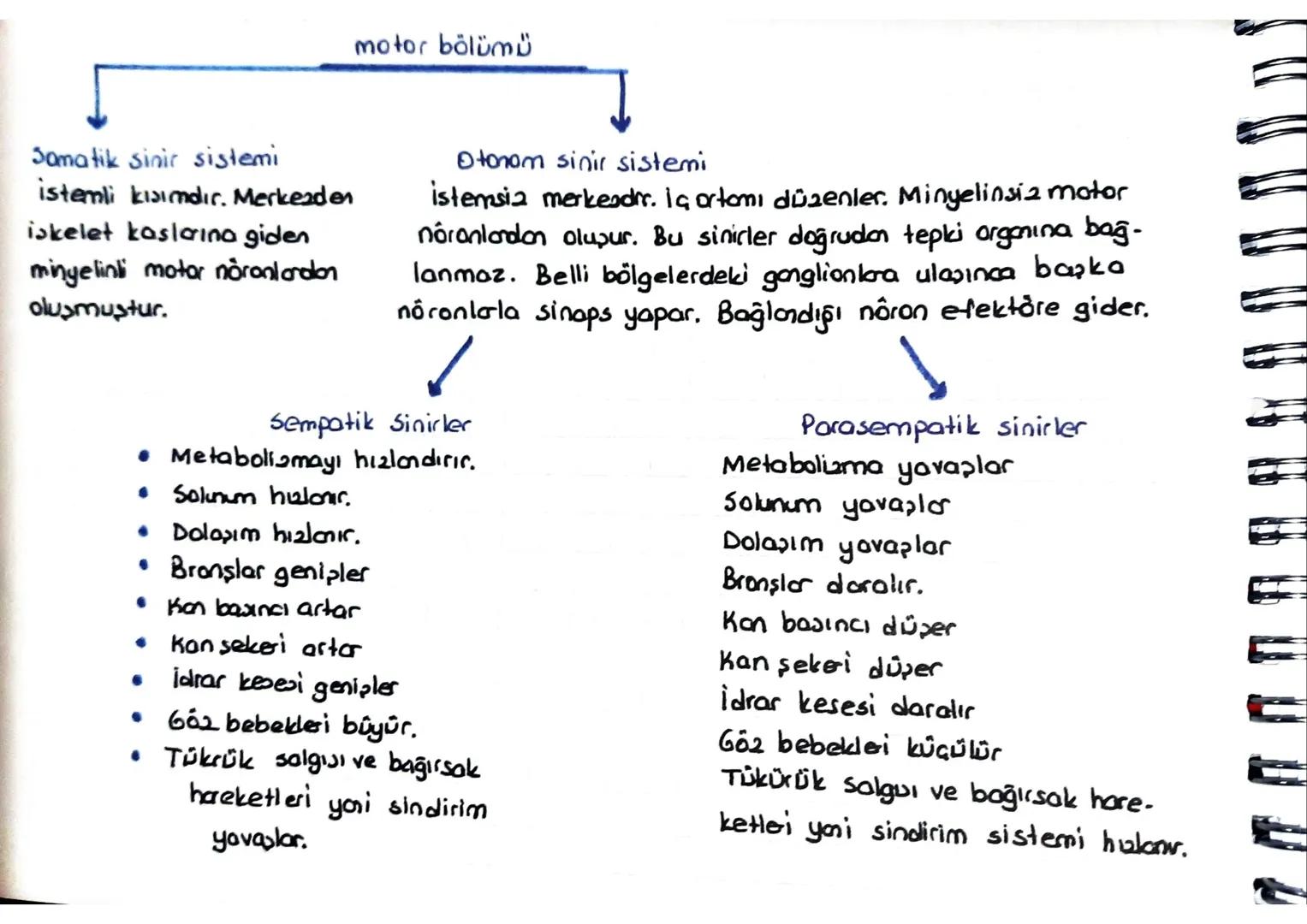 FOTOSENTEZ
ATP nin yapu (Adenozin tri fosfat)
Glikozi+
Ester
Adenin azotlu organik 50'lu
bozi
yüksek enerjili
fosfat bağları
Bir tane yüksek