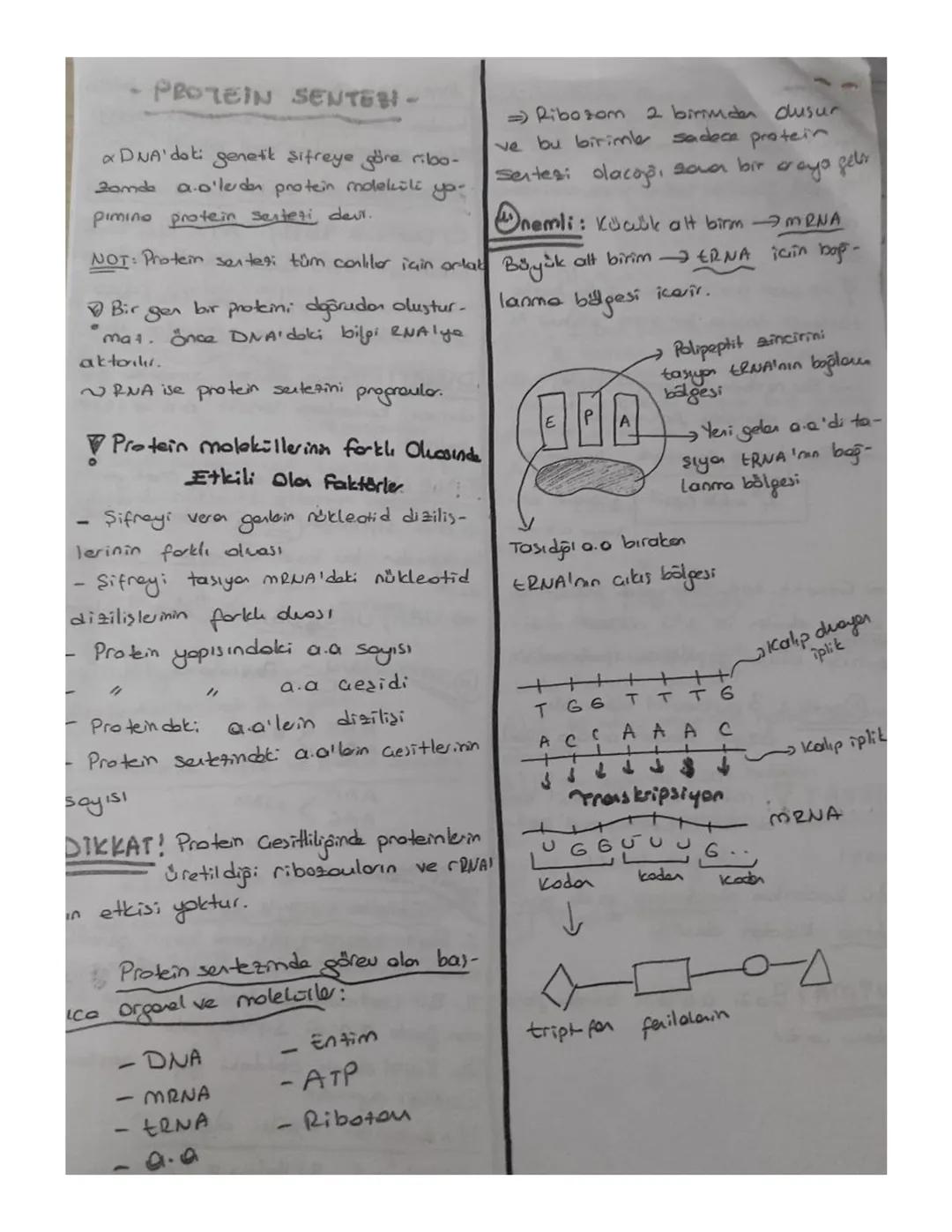 protein sentezi