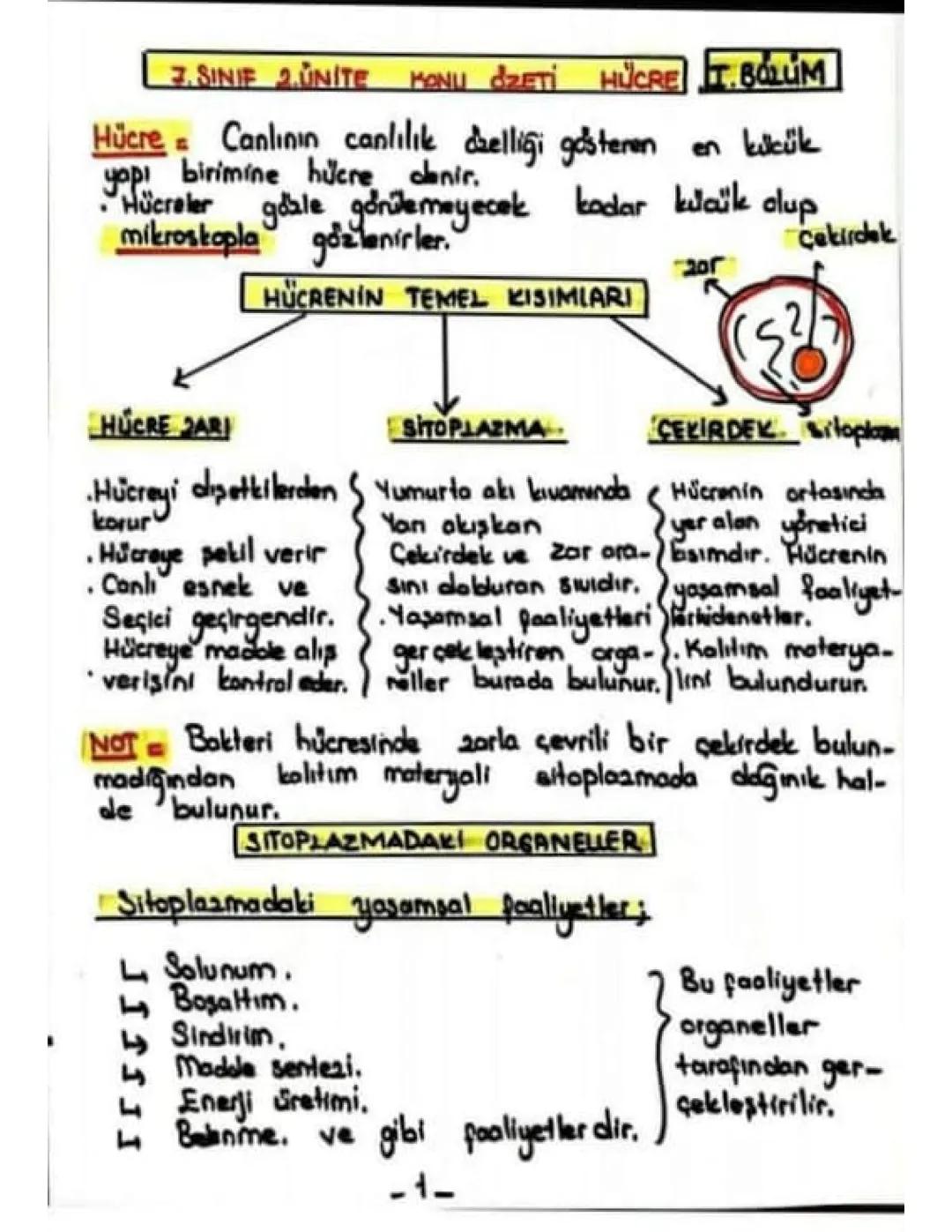 Hücrenin temel kısımları 