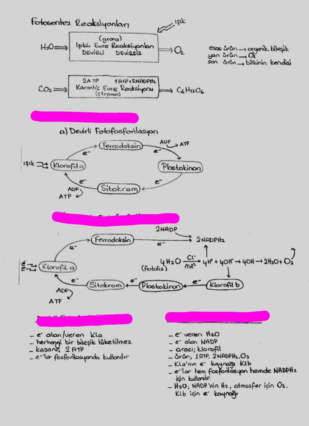 - amaç, besin Gretmek
- yon ürün 02
- zamon gündüz
- yer kloroplast
- hammadde CO2 (besinin C kaynağı),
- H2O (Os kaynağı),
- Klorofil,
- ge