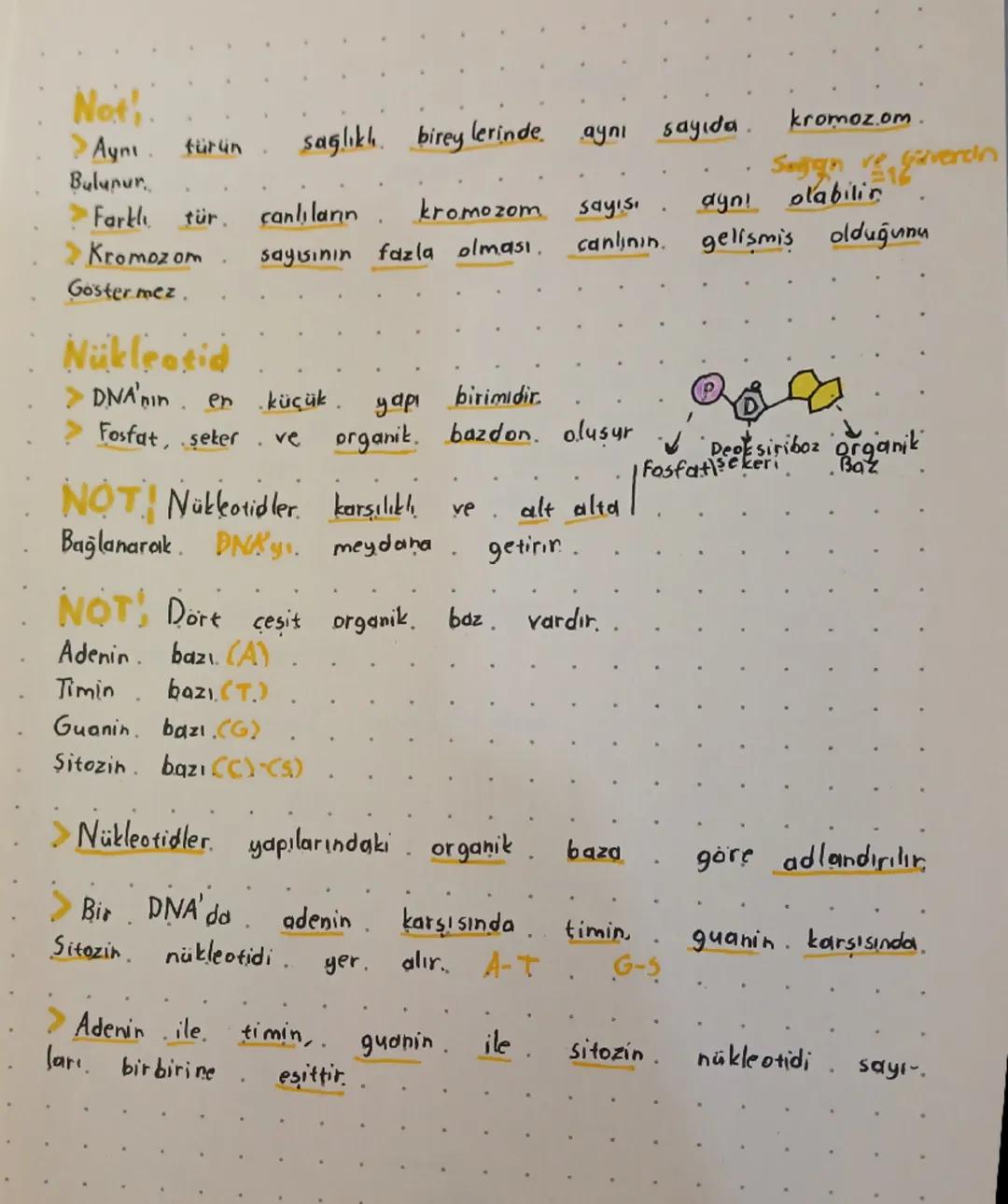 --- OCR Start ---
Dino ve Genetik Kod
Dna
>Canlının kalitsal özelliklerini taşır.
>Iki zincirli ve Sarmal yapıdadır..
>Hücrenin yönetici mol