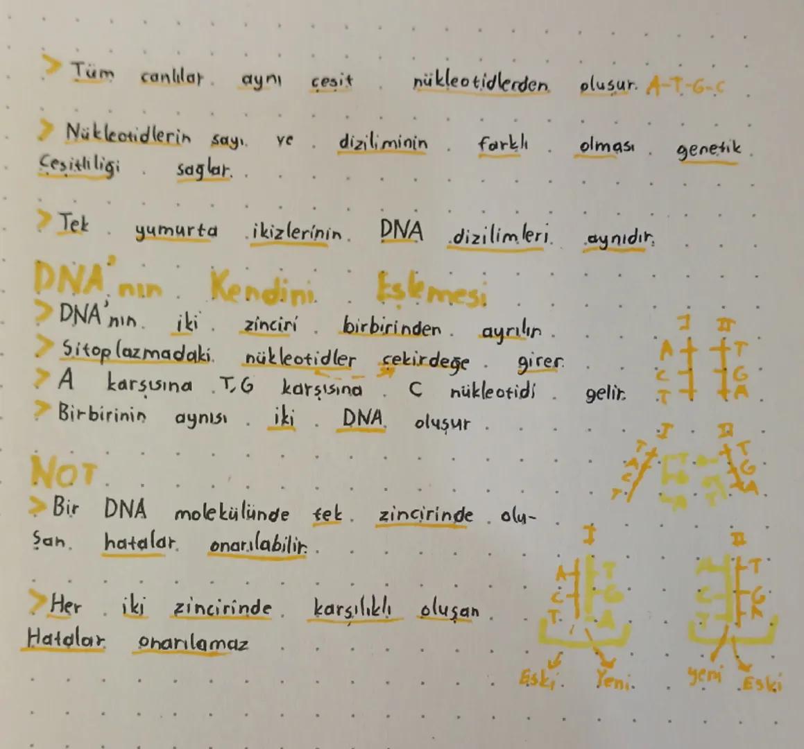 --- OCR Start ---
Dino ve Genetik Kod
Dna
>Canlının kalitsal özelliklerini taşır.
>Iki zincirli ve Sarmal yapıdadır..
>Hücrenin yönetici mol