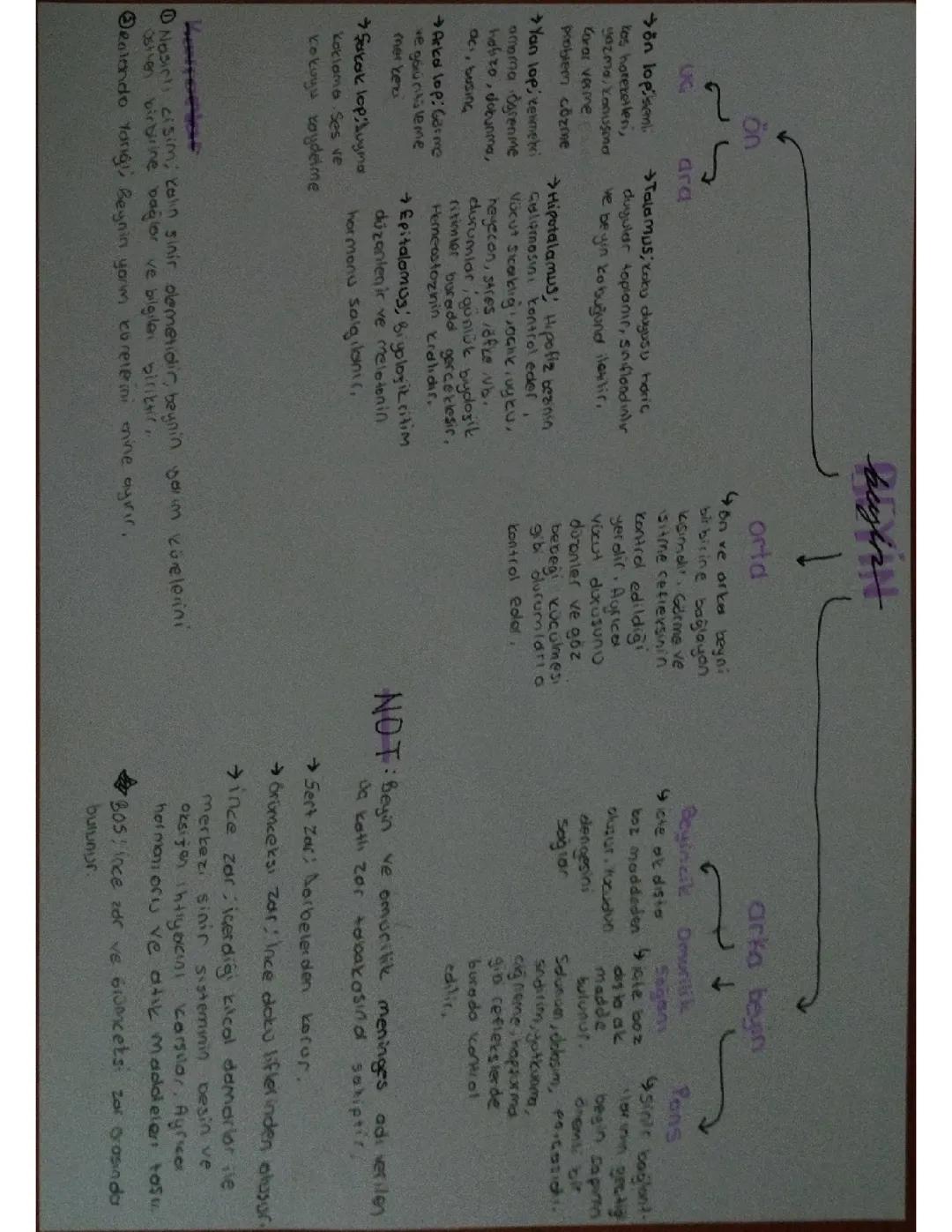 BEYİN (11.Sınıf Biyoloji)