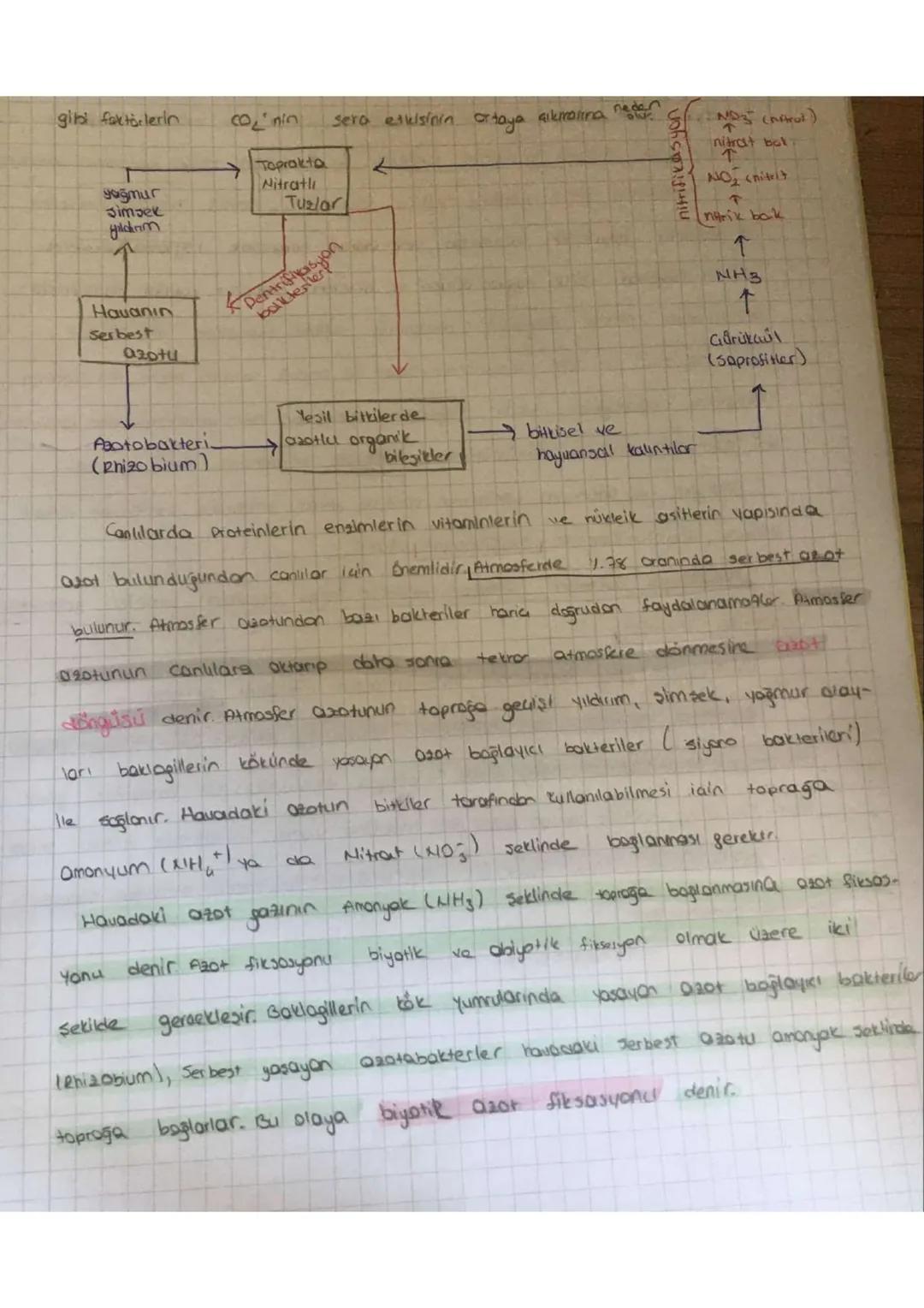 10.SINIF BİYOLOJİ AZOT DÖNGÜSÜ