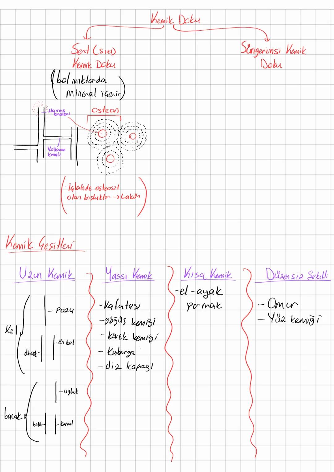 # Destek - Horeket

Kas

Iskelet

Eklemler

Kemik

Kıkırdak

Kan vüretimi
Göreulen Vücuda destek

→ Vücut seklini oluşturma

Mineral depola
