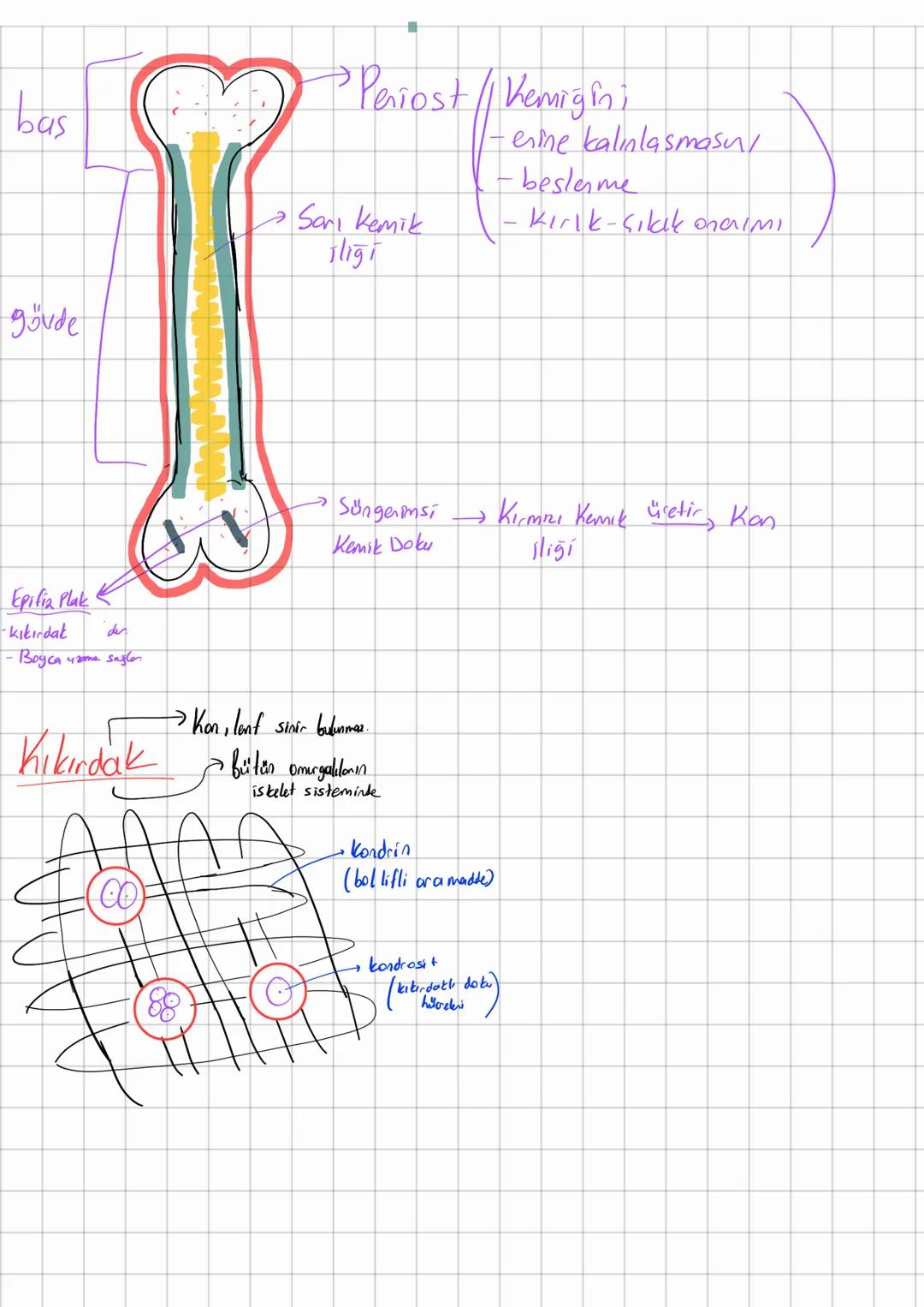 # Destek - Horeket

Kas

Iskelet

Eklemler

Kemik

Kıkırdak

Kan vüretimi
Göreulen Vücuda destek

→ Vücut seklini oluşturma

Mineral depola
