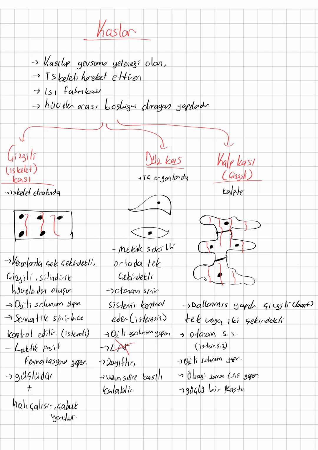 # Destek - Horeket

Kas

Iskelet

Eklemler

Kemik

Kıkırdak

Kan vüretimi
Göreulen Vücuda destek

→ Vücut seklini oluşturma

Mineral depola
