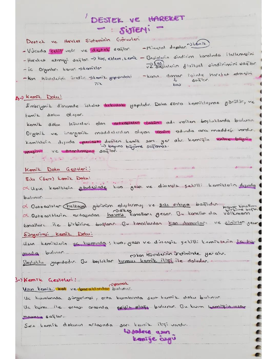 11. Sınıf Biyoloji: Destek ve Hareket Sistemi Notları
