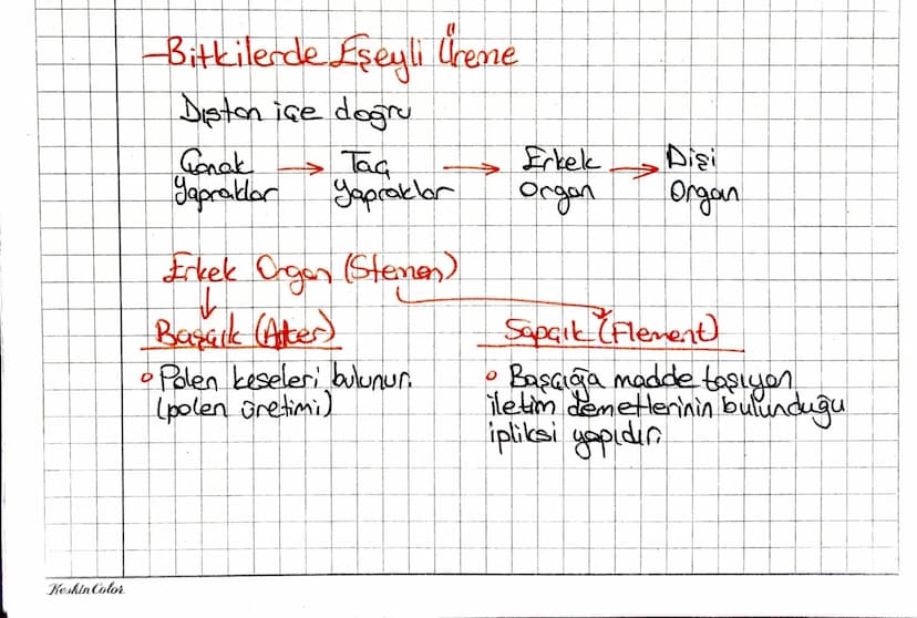 Keskin Color
Bitkilerde Eşeyli Creme
Diston ice doğru
Ganak
Tag
Erkek
Disi
Yapraklar
Yapraklar
отдал
Organ
Erkek Organ (Stemen)
Barack (Alte