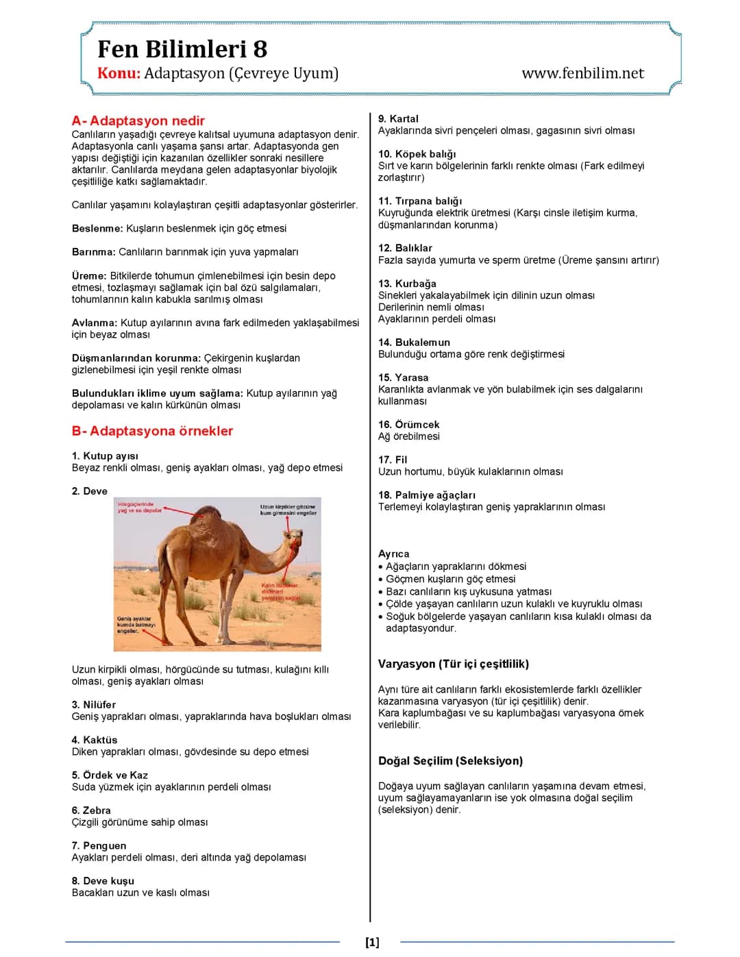 2.Ünite: Mutasyon,Modifikasyon ve Adaptasyon