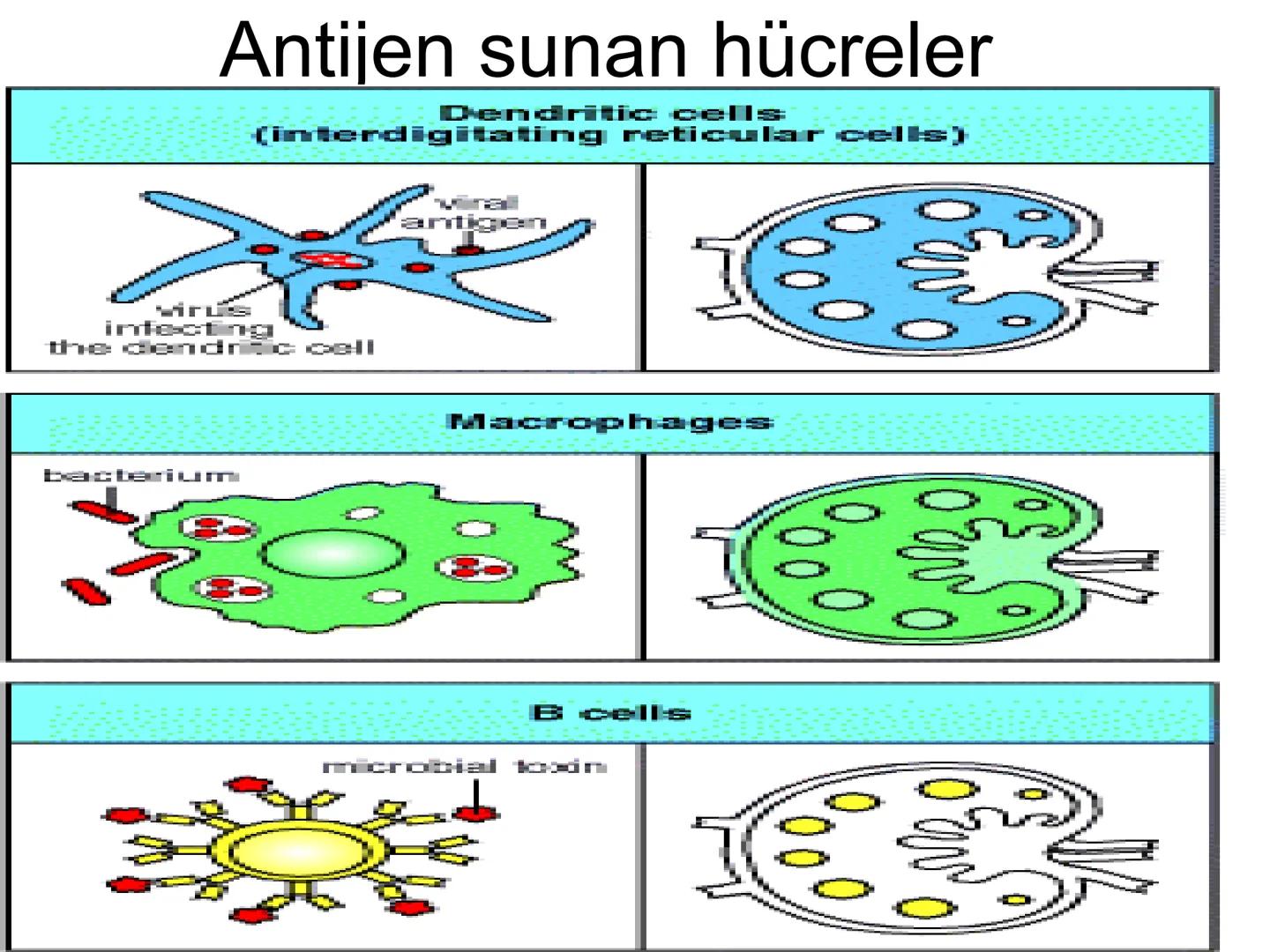 Spesifik bağışıklık
• 1-Aktif bağışıklık
• a
a-Doğal aktif (komensal, saprofitik, gida,
atlatılan enfeksiyonlar)
b- Yapay aktif (7-10 günde 