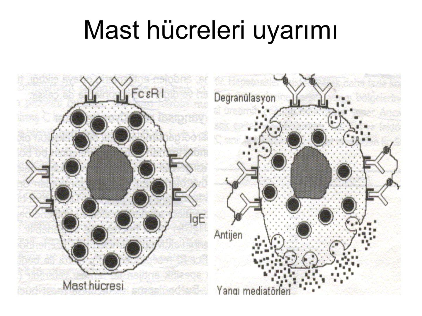 Spesifik bağışıklık
• 1-Aktif bağışıklık
• a
a-Doğal aktif (komensal, saprofitik, gida,
atlatılan enfeksiyonlar)
b- Yapay aktif (7-10 günde 