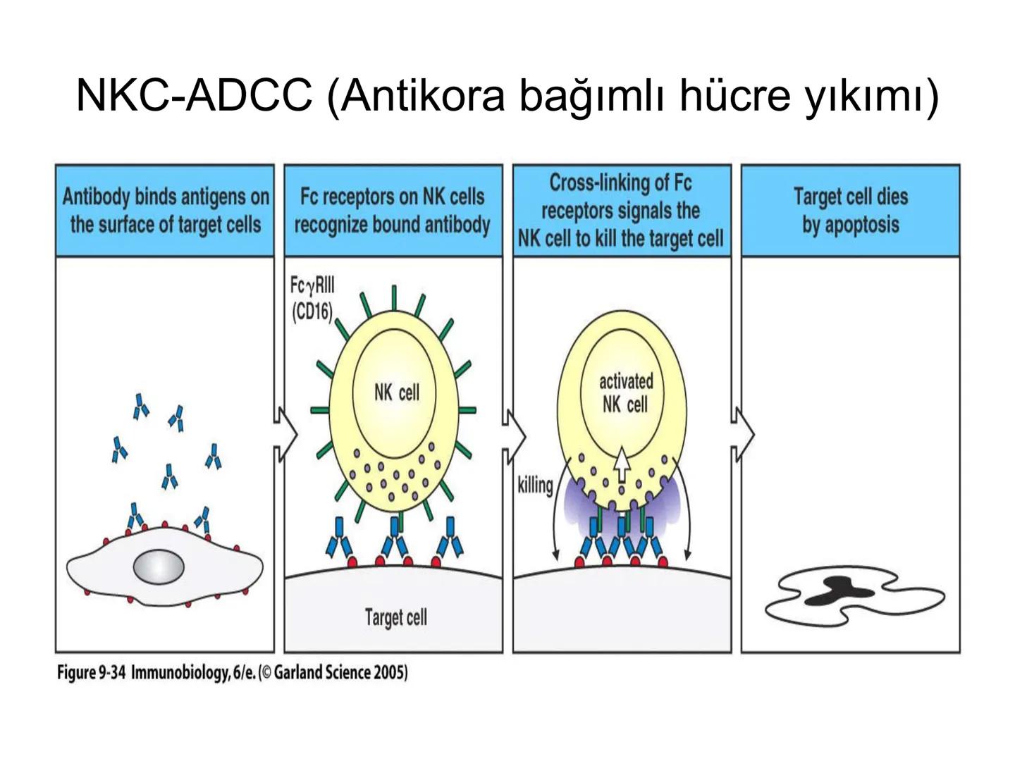 Spesifik bağışıklık
• 1-Aktif bağışıklık
• a
a-Doğal aktif (komensal, saprofitik, gida,
atlatılan enfeksiyonlar)
b- Yapay aktif (7-10 günde 