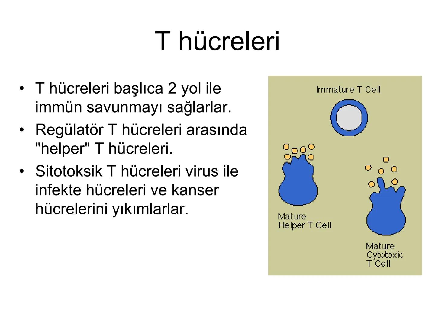 Spesifik bağışıklık
• 1-Aktif bağışıklık
• a
a-Doğal aktif (komensal, saprofitik, gida,
atlatılan enfeksiyonlar)
b- Yapay aktif (7-10 günde 