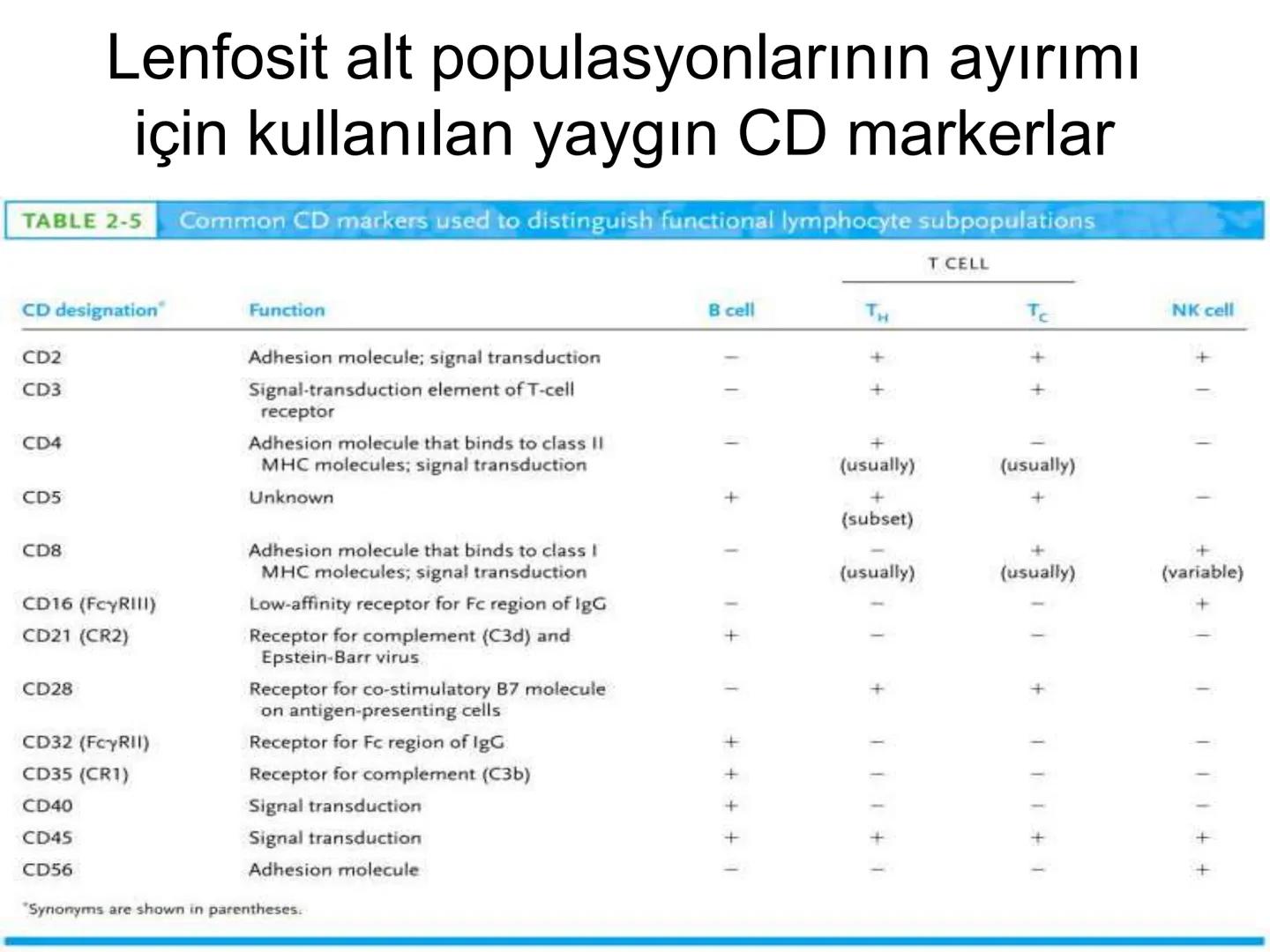 Spesifik bağışıklık
• 1-Aktif bağışıklık
• a
a-Doğal aktif (komensal, saprofitik, gida,
atlatılan enfeksiyonlar)
b- Yapay aktif (7-10 günde 