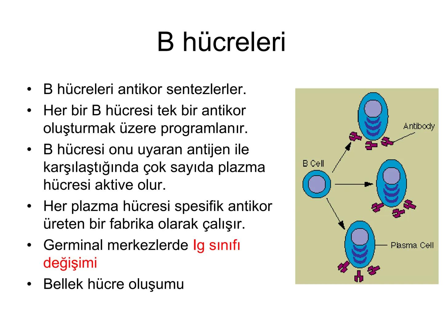 Spesifik bağışıklık
• 1-Aktif bağışıklık
• a
a-Doğal aktif (komensal, saprofitik, gida,
atlatılan enfeksiyonlar)
b- Yapay aktif (7-10 günde 