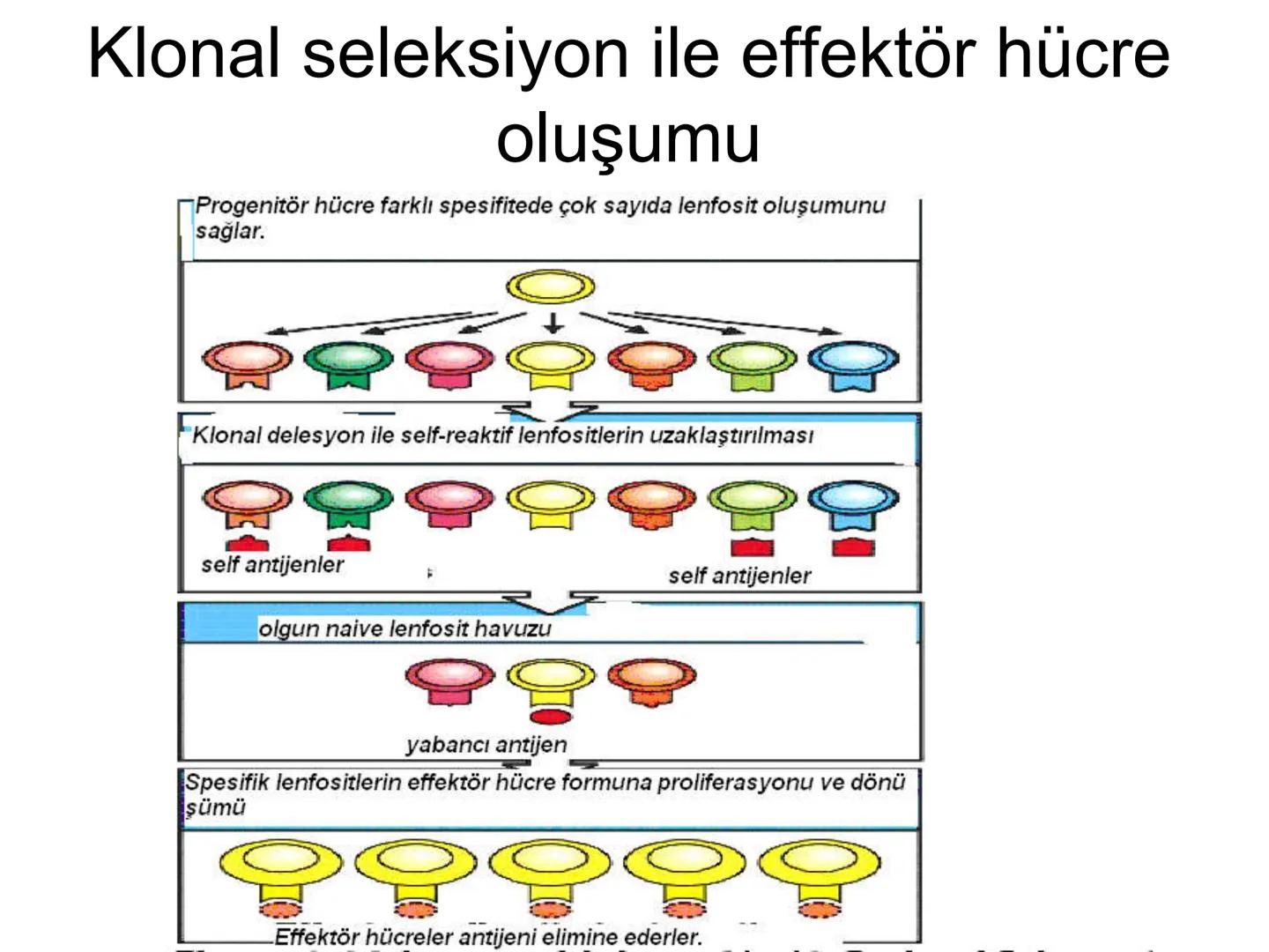 Spesifik bağışıklık
• 1-Aktif bağışıklık
• a
a-Doğal aktif (komensal, saprofitik, gida,
atlatılan enfeksiyonlar)
b- Yapay aktif (7-10 günde 