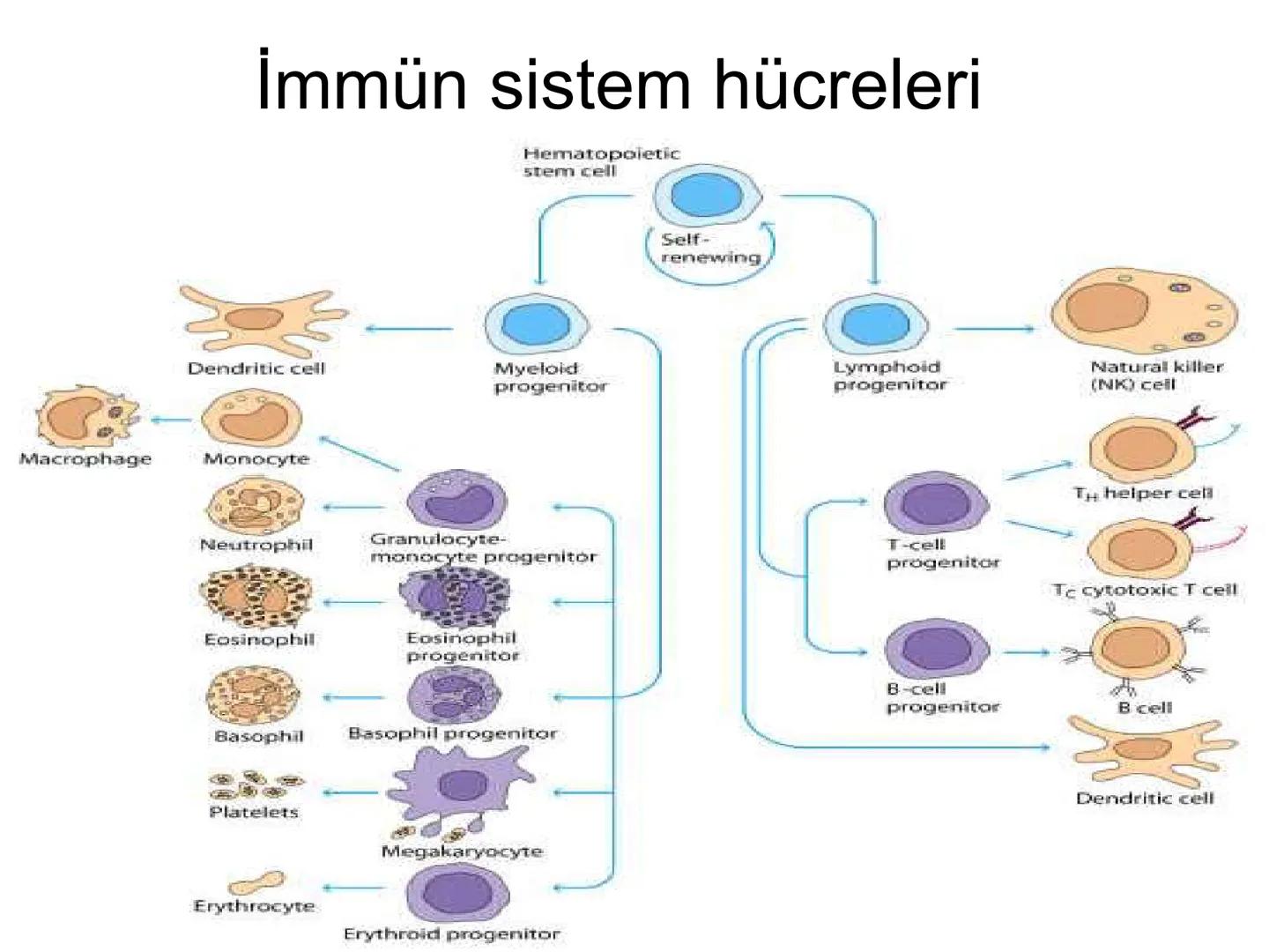 Spesifik bağışıklık
• 1-Aktif bağışıklık
• a
a-Doğal aktif (komensal, saprofitik, gida,
atlatılan enfeksiyonlar)
b- Yapay aktif (7-10 günde 