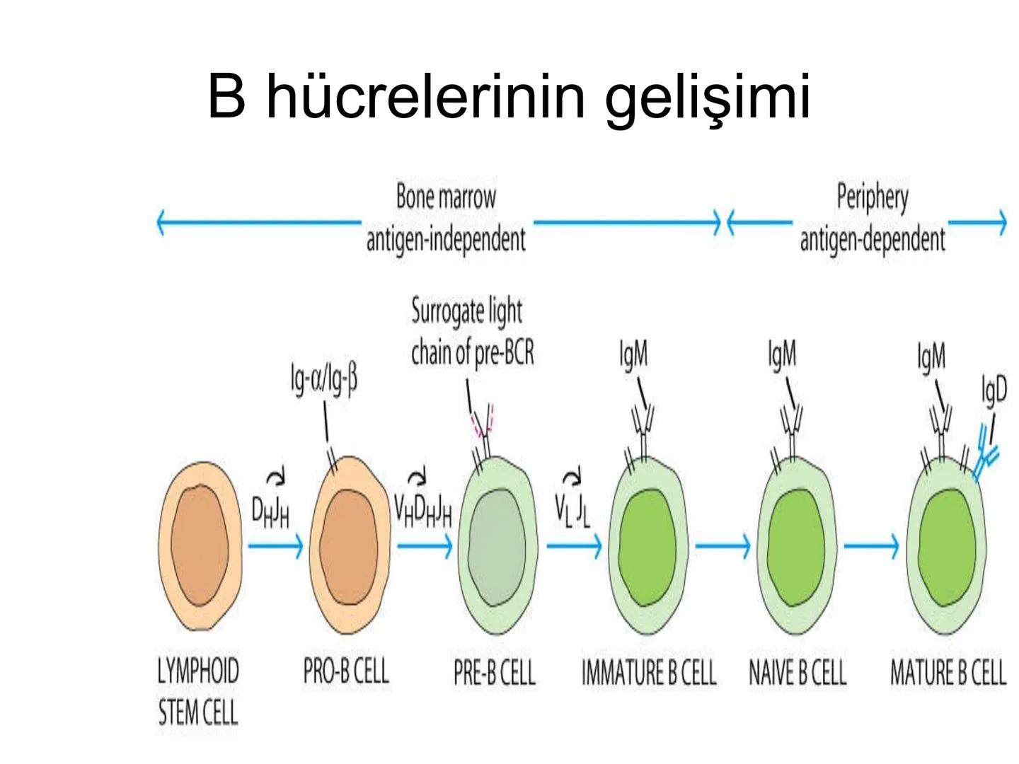 Spesifik bağışıklık
• 1-Aktif bağışıklık
• a
a-Doğal aktif (komensal, saprofitik, gida,
atlatılan enfeksiyonlar)
b- Yapay aktif (7-10 günde 