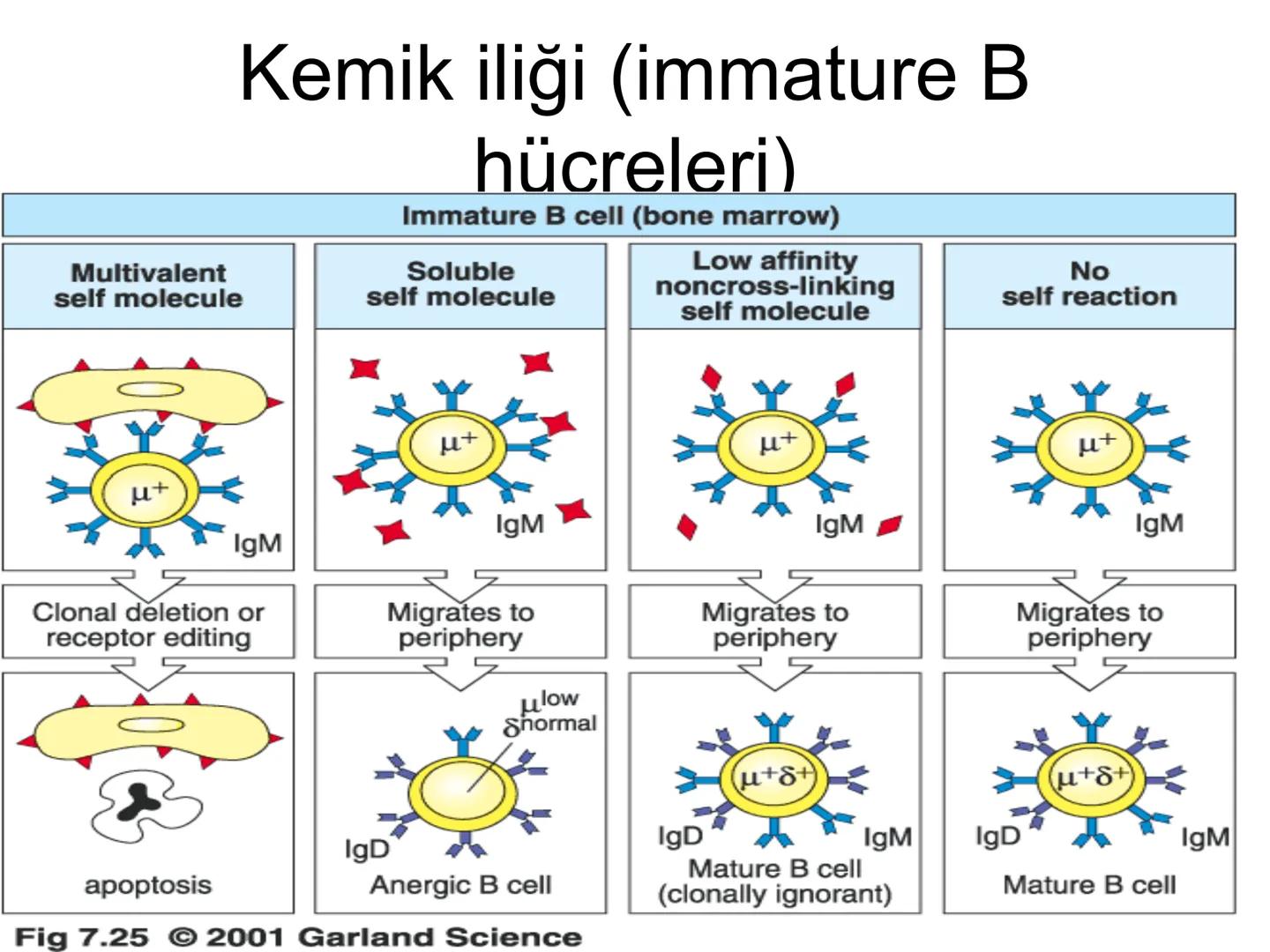 Spesifik bağışıklık
• 1-Aktif bağışıklık
• a
a-Doğal aktif (komensal, saprofitik, gida,
atlatılan enfeksiyonlar)
b- Yapay aktif (7-10 günde 