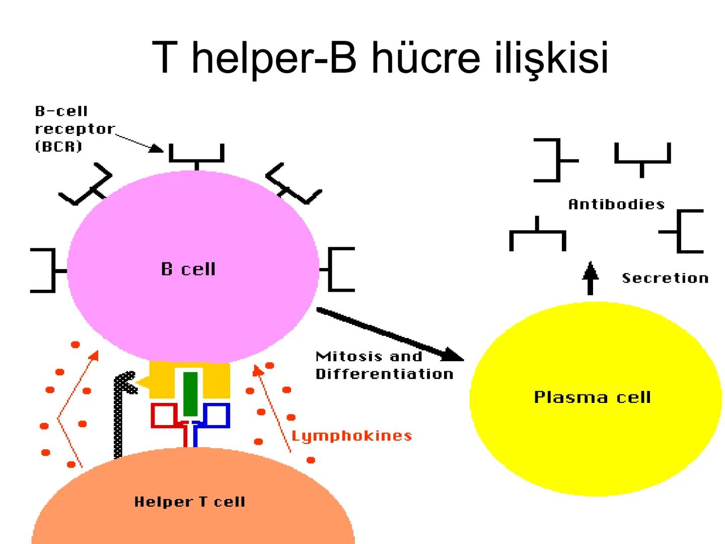 Spesifik bağışıklık
• 1-Aktif bağışıklık
• a
a-Doğal aktif (komensal, saprofitik, gida,
atlatılan enfeksiyonlar)
b- Yapay aktif (7-10 günde 