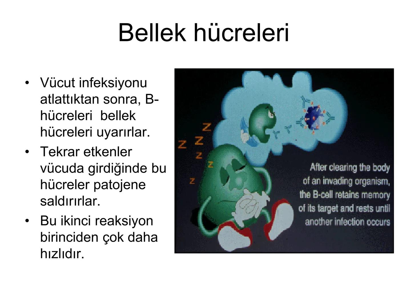 Spesifik bağışıklık
• 1-Aktif bağışıklık
• a
a-Doğal aktif (komensal, saprofitik, gida,
atlatılan enfeksiyonlar)
b- Yapay aktif (7-10 günde 