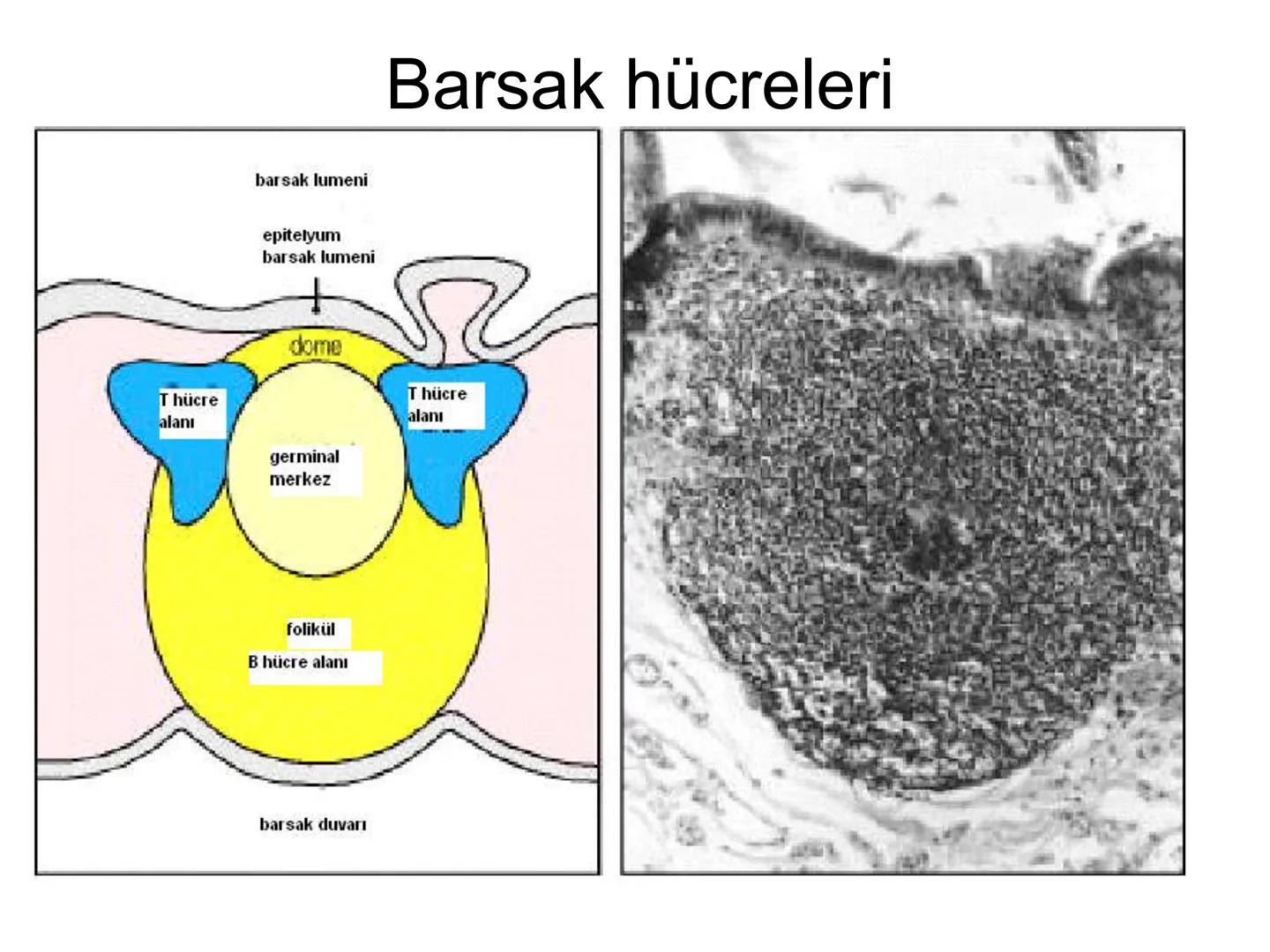 Spesifik bağışıklık
• 1-Aktif bağışıklık
• a
a-Doğal aktif (komensal, saprofitik, gida,
atlatılan enfeksiyonlar)
b- Yapay aktif (7-10 günde 