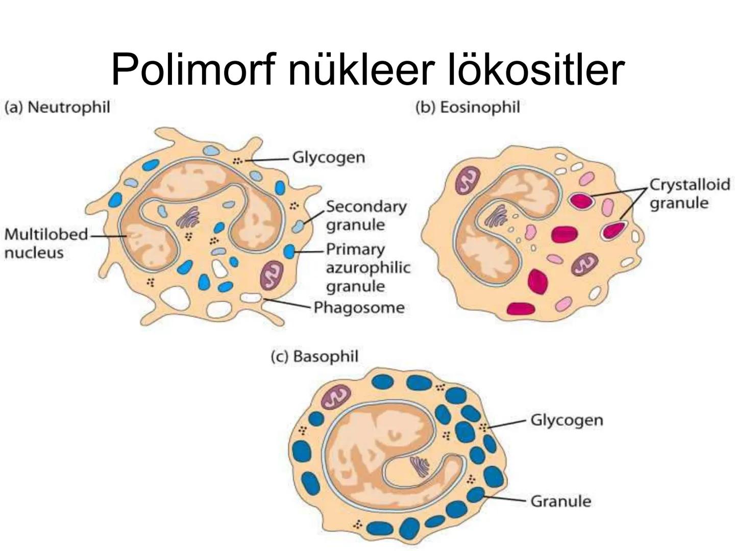 Spesifik bağışıklık
• 1-Aktif bağışıklık
• a
a-Doğal aktif (komensal, saprofitik, gida,
atlatılan enfeksiyonlar)
b- Yapay aktif (7-10 günde 