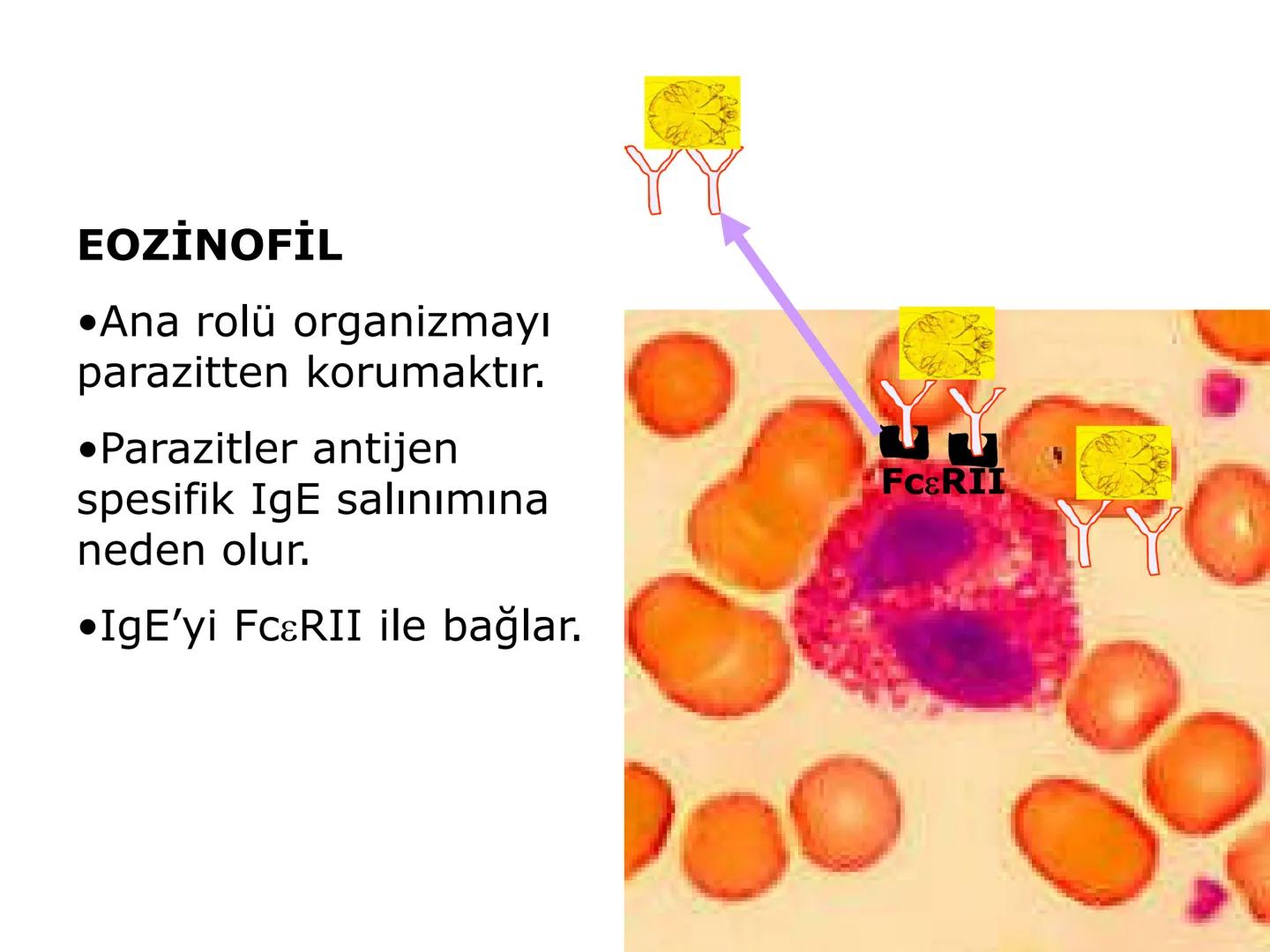 Spesifik bağışıklık
• 1-Aktif bağışıklık
• a
a-Doğal aktif (komensal, saprofitik, gida,
atlatılan enfeksiyonlar)
b- Yapay aktif (7-10 günde 