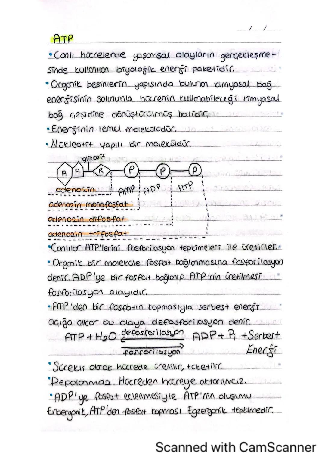 ATP
• Canlı hücrelende yaşonsal olayların gerçekleşme -
sinde kullanılan biyolojik energi paketidir.
• Organik besinlerin yapısında bulunan 