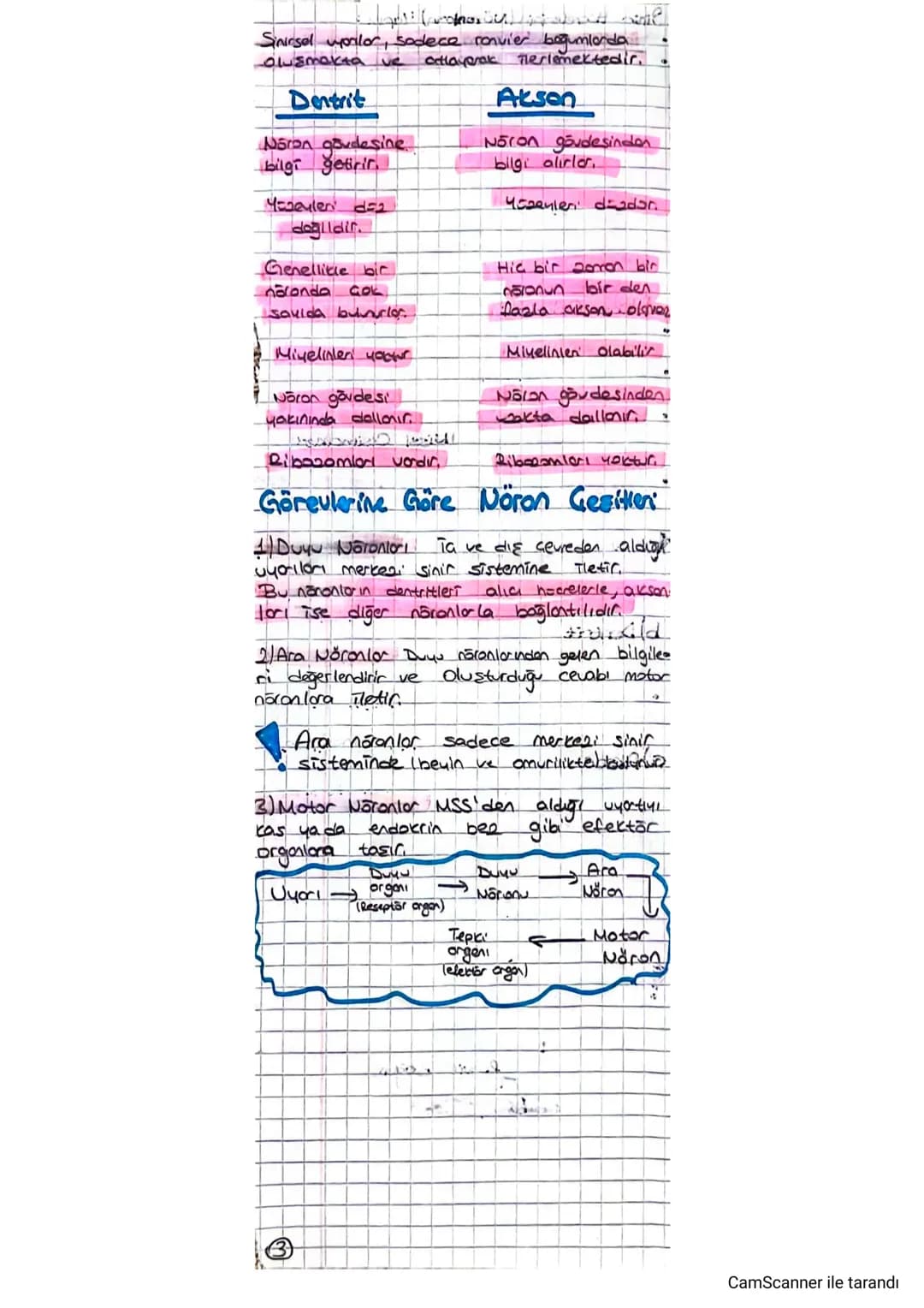 -Jinin Hoonelerinin (Nöronların) Yapısı:
DENETLENIC VE DIRENCEVICI SISTEM -Sinir h=cresine noten denir..
Conlilerin betontegenin konnmasını 