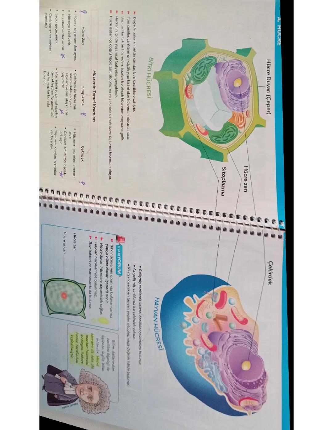 Fen 2. Ünite: Hücre ve Organeller