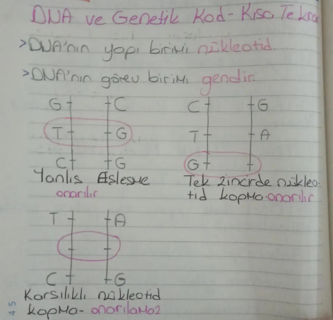 4
5
45
DNA ve Genetik Kod-Kisa Tekra
>DNA'nın yapı birini nükleotid.
> DNA'nın görev birimi gendir.
G+
+C
T
G
C+
+G
Yanlis Eslesue
onarılır
