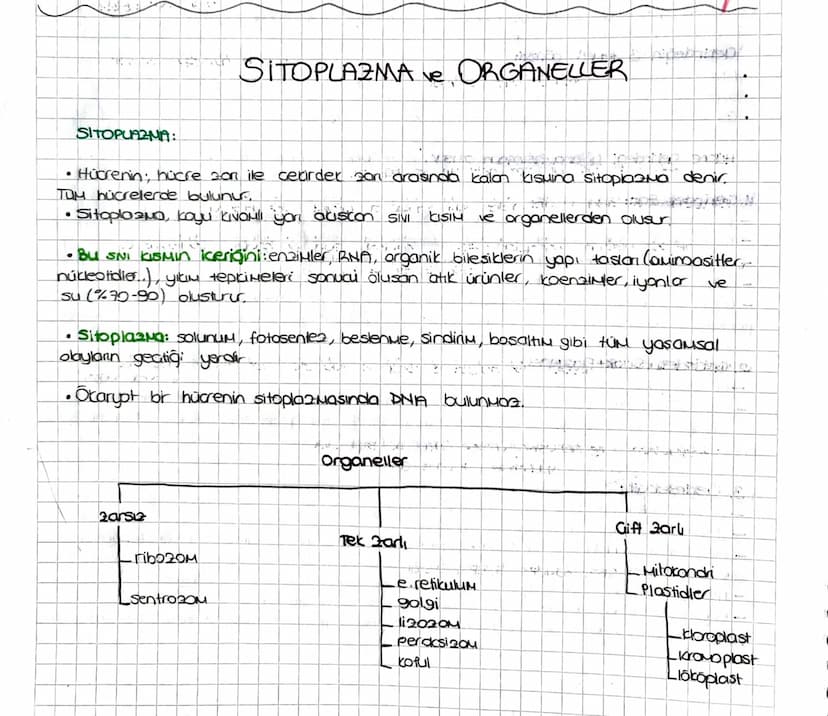 SITOPLAZMA ve ORGANELLER
SITOPLAZMA:
• Hücrenin; hücre zon ile cecairder zan arasında kalan kisuina Sitopiazna denir.
TUM hücrelerde bulunur