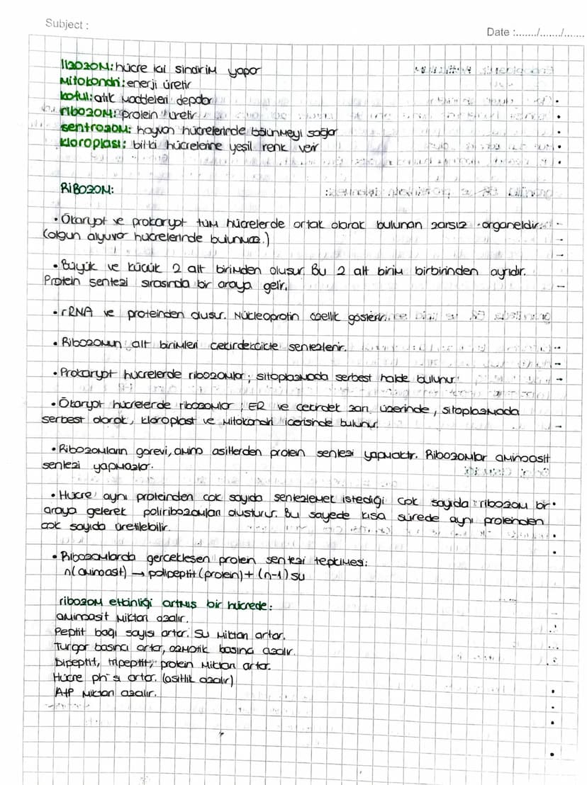 SITOPLAZMA ve ORGANELLER
SITOPLAZMA:
• Hücrenin; hücre zon ile cecairder zan arasında kalan kisuina Sitopiazna denir.
TUM hücrelerde bulunur