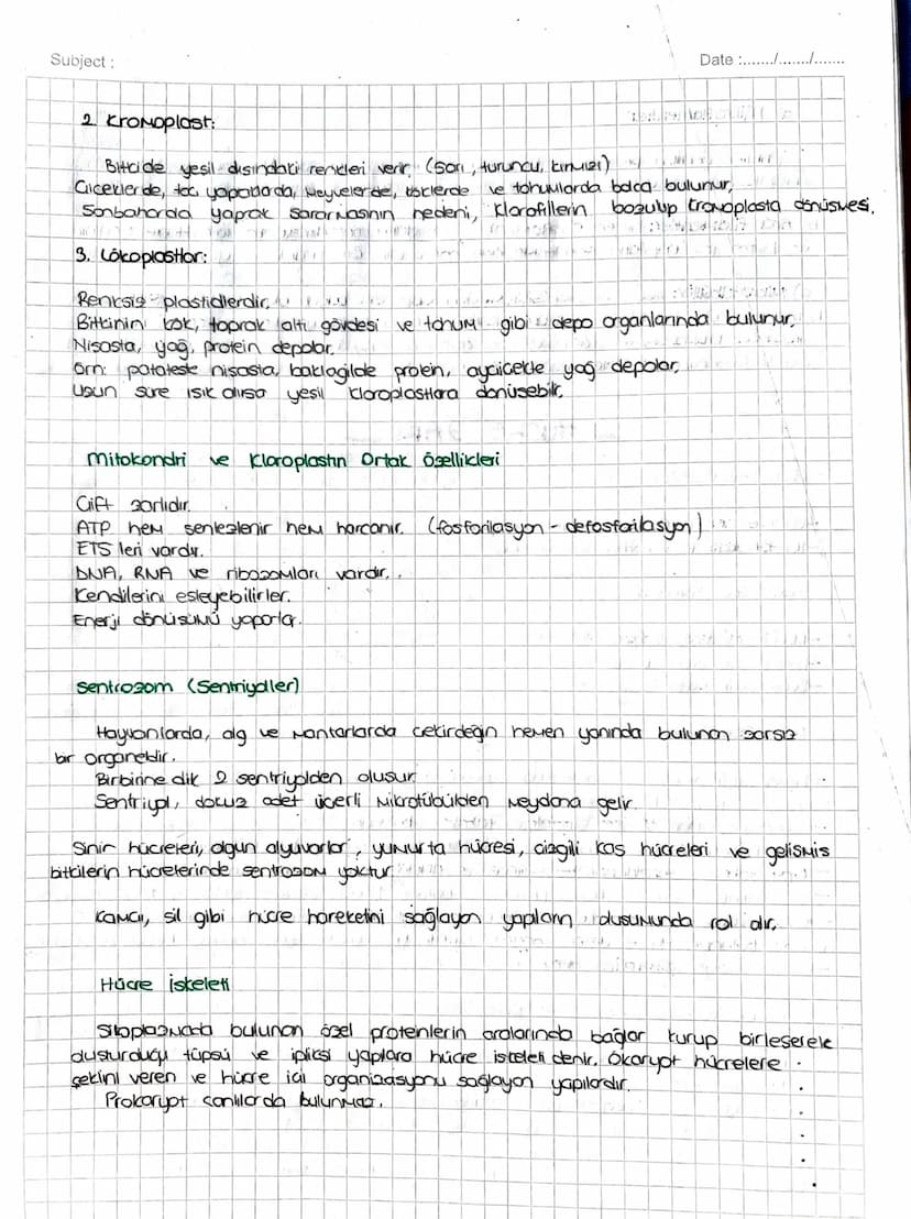 SITOPLAZMA ve ORGANELLER
SITOPLAZMA:
• Hücrenin; hücre zon ile cecairder zan arasında kalan kisuina Sitopiazna denir.
TUM hücrelerde bulunur