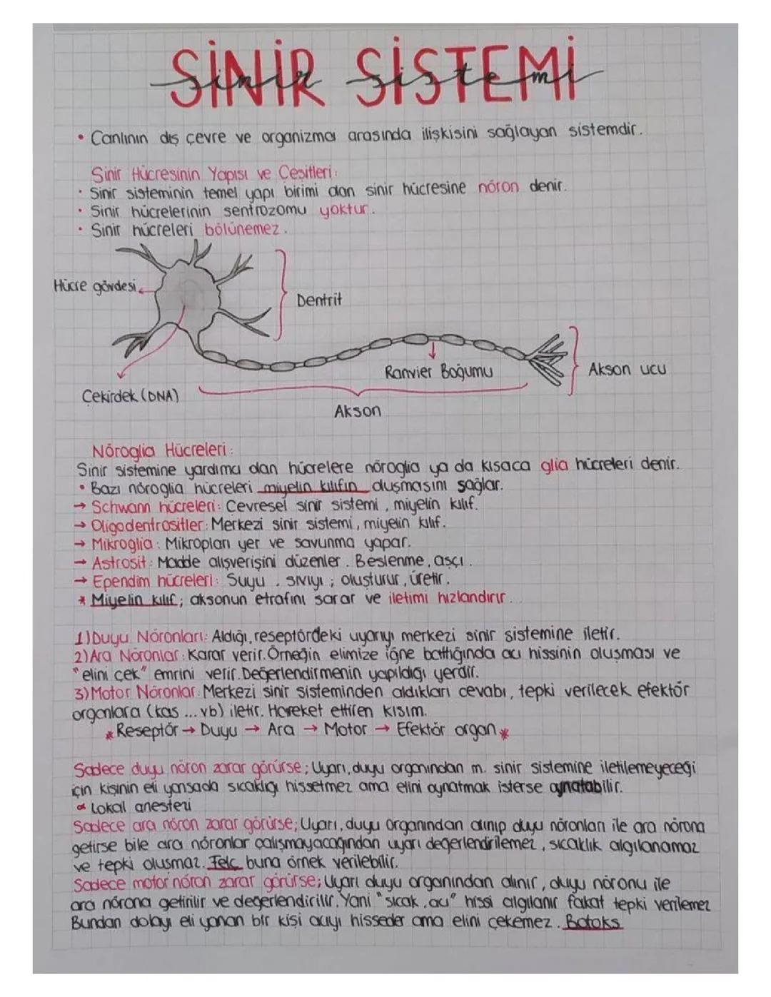 11. Sınıf Biyoloji Sinir Sistemi: Nöronlar ve Görevleri, Glia Hücreleri