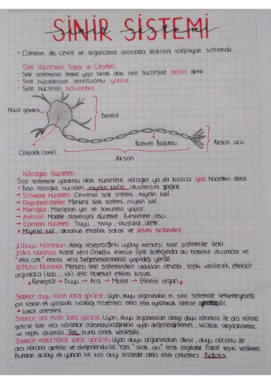 9
SİNİR SİSTEMİ
• Canlının diş çevre ve organizma arasında ilişkisini sağlayan sistemdir.
Sinir Hücresinin Yapısı ve Çeşitleri
• Sinir siste