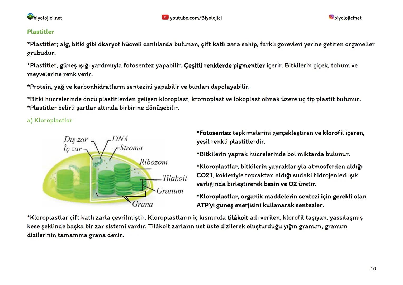 biyolojici.net
SİTOPLAZMA VE ORGANELLER
Sitoplazma:
▸ youtube.com/Biyolojici
*Ökaryot hücrelerde hücre zarı ile çekirdek zarı arasında kalan