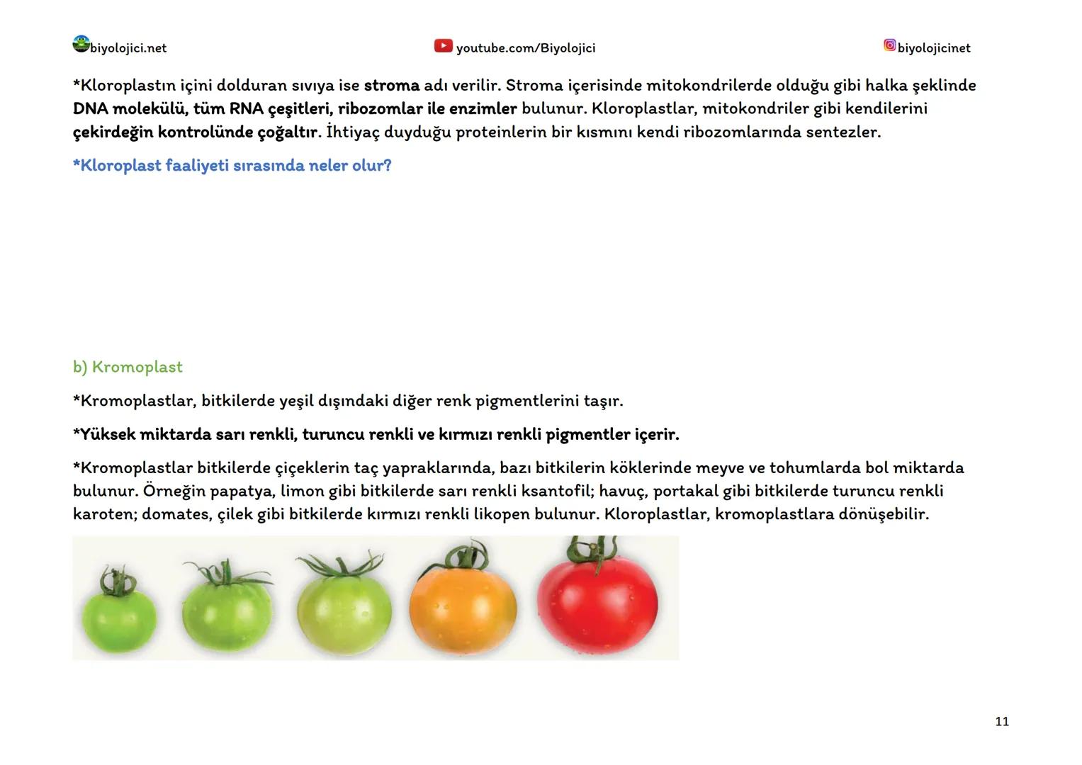 biyolojici.net
SİTOPLAZMA VE ORGANELLER
Sitoplazma:
▸ youtube.com/Biyolojici
*Ökaryot hücrelerde hücre zarı ile çekirdek zarı arasında kalan