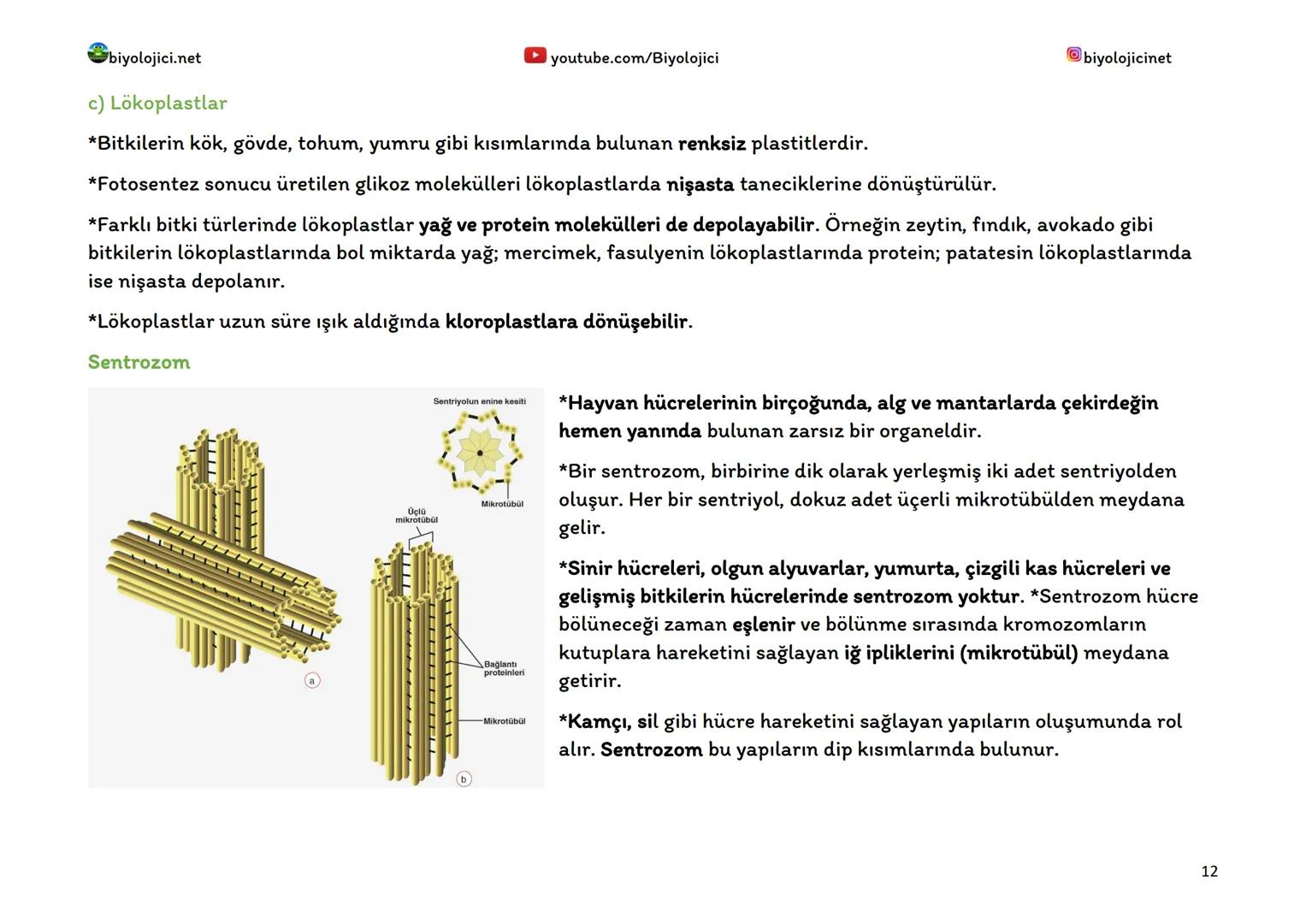 biyolojici.net
SİTOPLAZMA VE ORGANELLER
Sitoplazma:
▸ youtube.com/Biyolojici
*Ökaryot hücrelerde hücre zarı ile çekirdek zarı arasında kalan