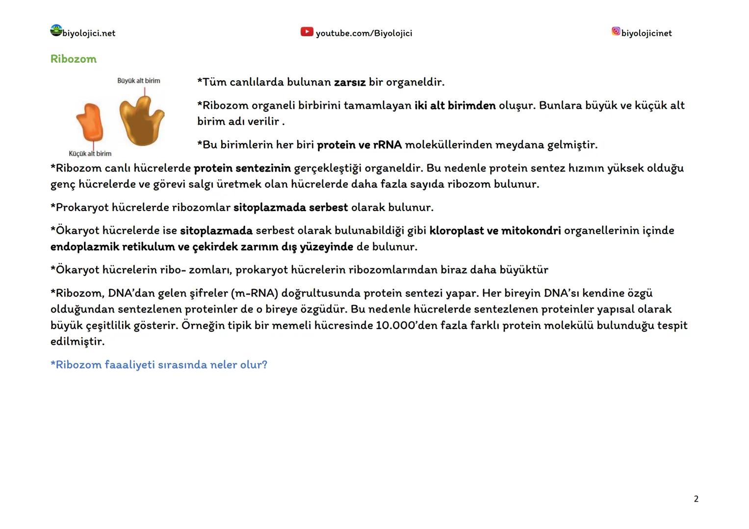 biyolojici.net
SİTOPLAZMA VE ORGANELLER
Sitoplazma:
▸ youtube.com/Biyolojici
*Ökaryot hücrelerde hücre zarı ile çekirdek zarı arasında kalan
